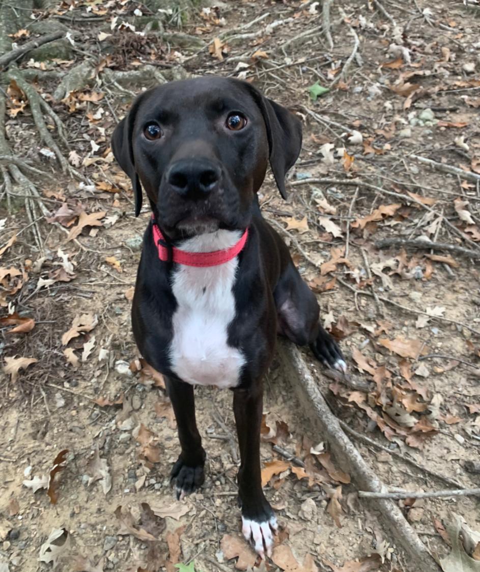 Moby, a Adoptable mixed breed in Holly Springs, NC image 3/3
