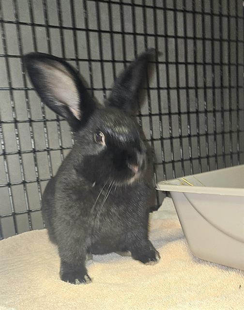 NESTLE*, Adoptable, Baby Female Bunny Rabbit.