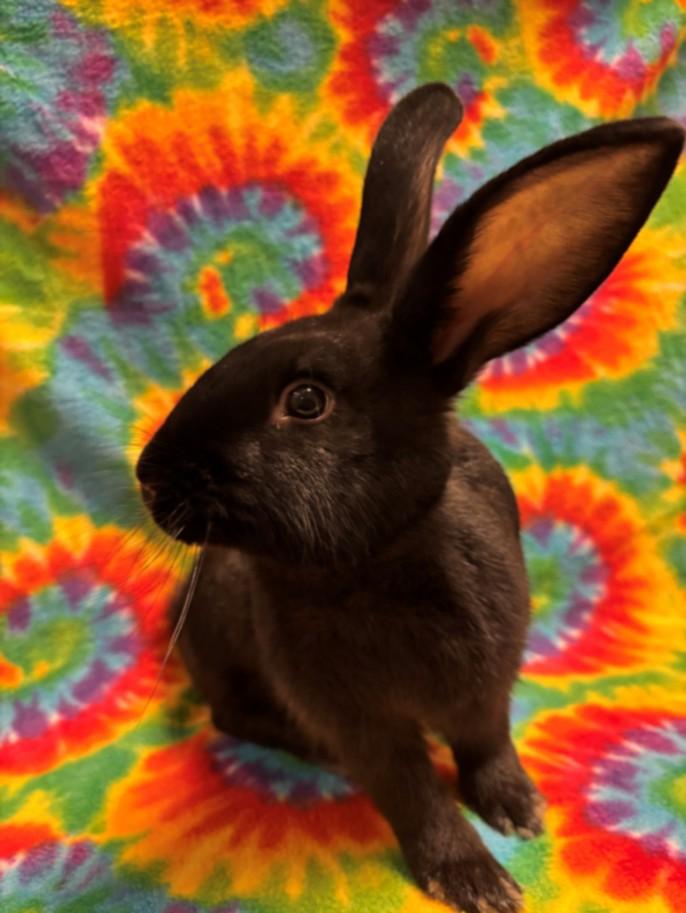 NESTLE*, Adoptable, Young Female Bunny Rabbit.