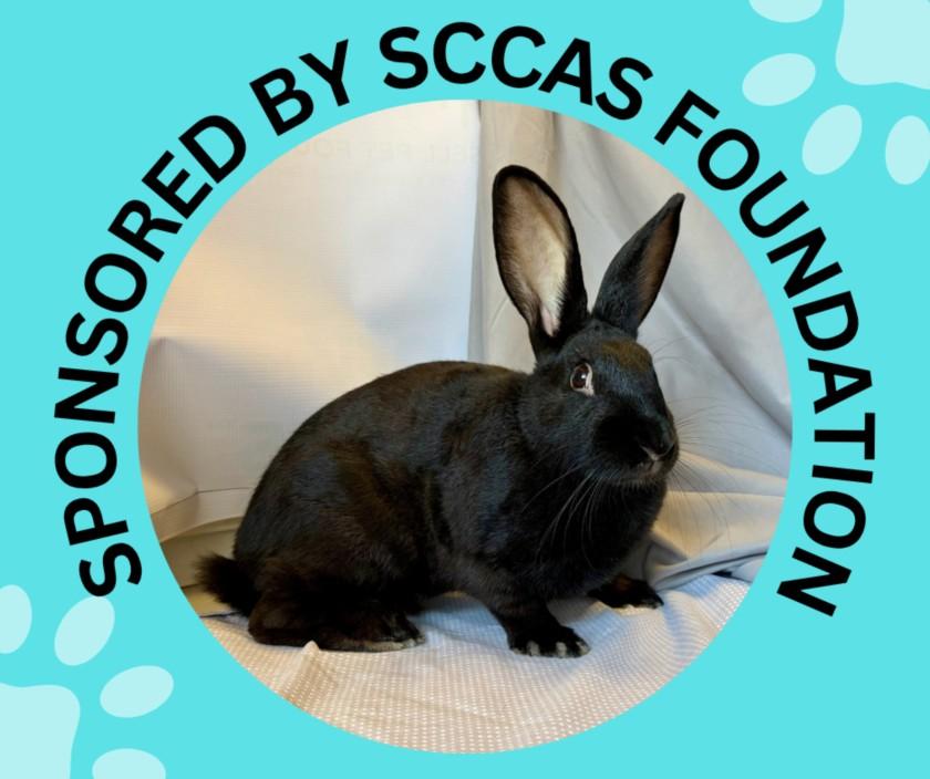NESTLE*, Adoptable, Young Female Bunny Rabbit.