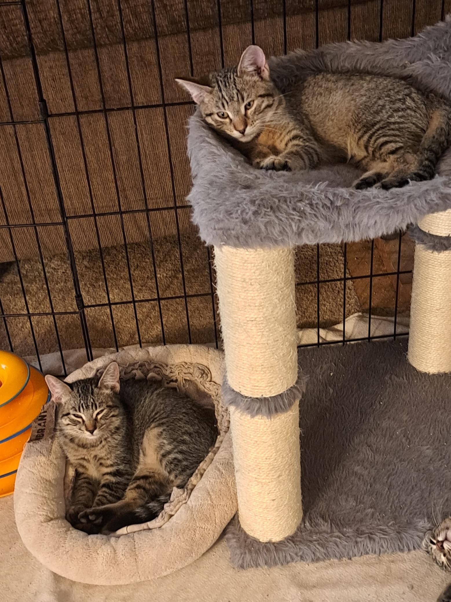 Enlarge Kaelinn & Kailor, an adopted Domestic Short Hair in Mesa, AZ image 5/6