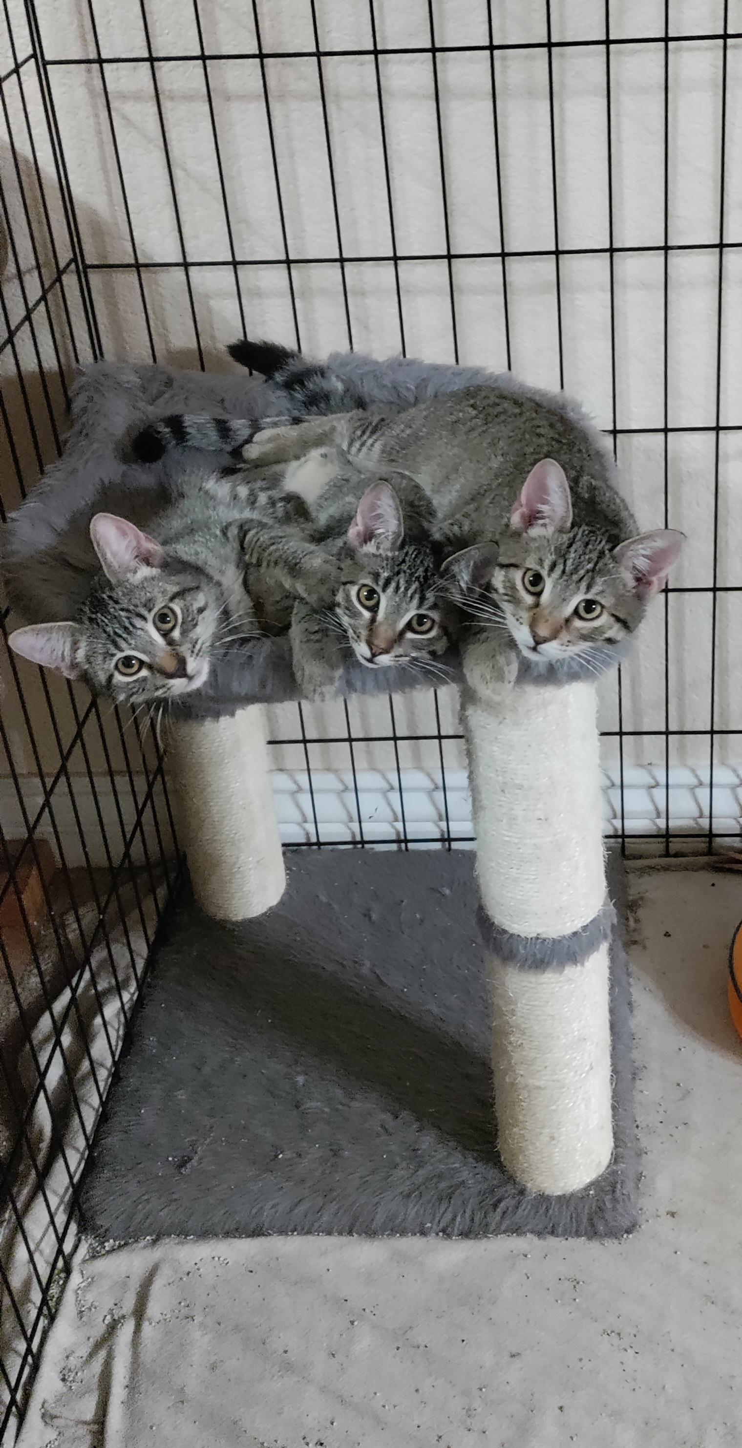 Enlarge Kaelinn & Kailor, an adopted Domestic Short Hair in Mesa, AZ image 1/6