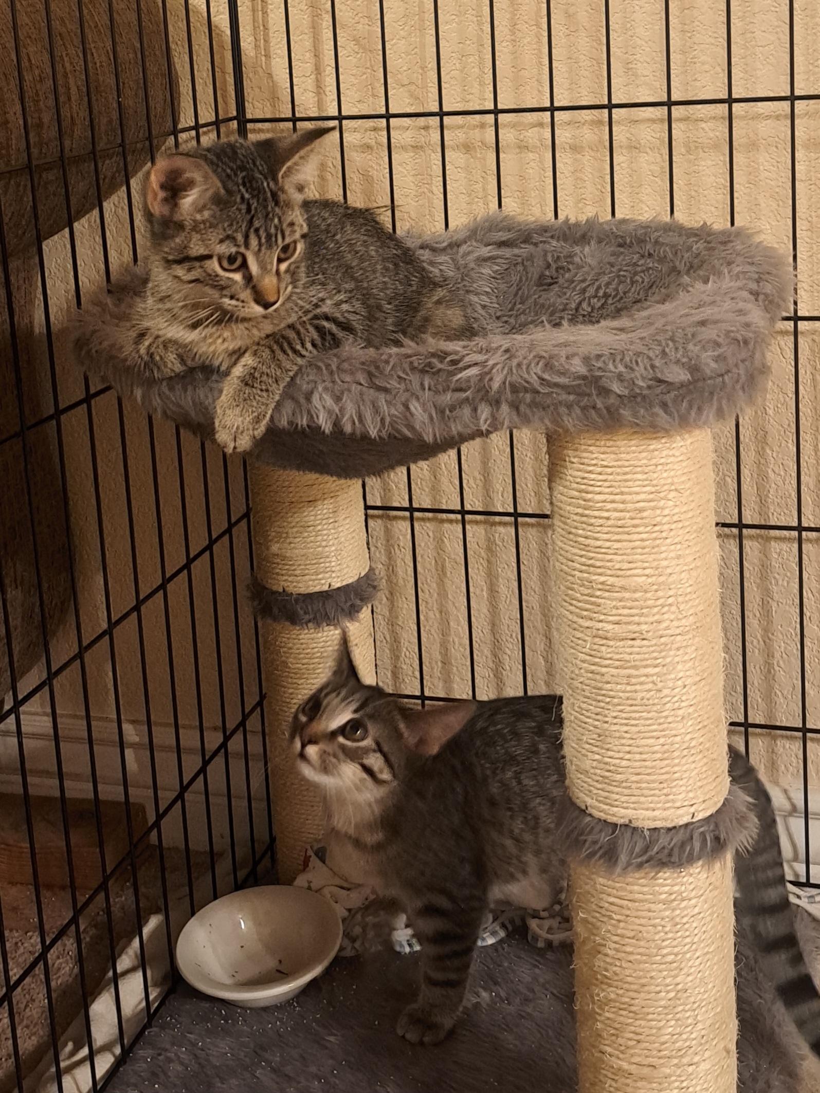 Enlarge Kaelinn & Kailor, an adopted Domestic Short Hair in Mesa, AZ image 6/6