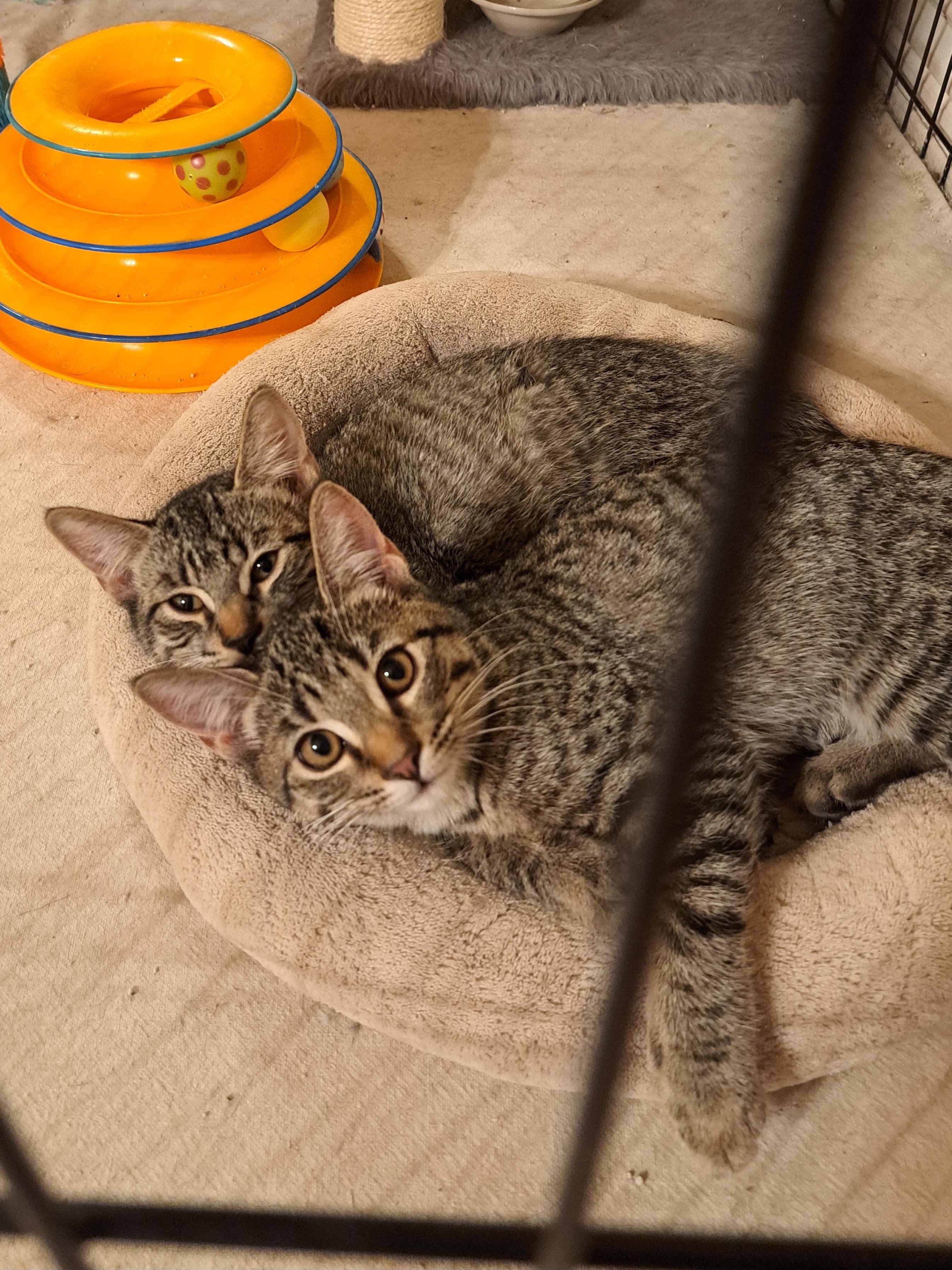 Enlarge Kaelinn & Kailor, an adopted Domestic Short Hair in Mesa, AZ image 4/6