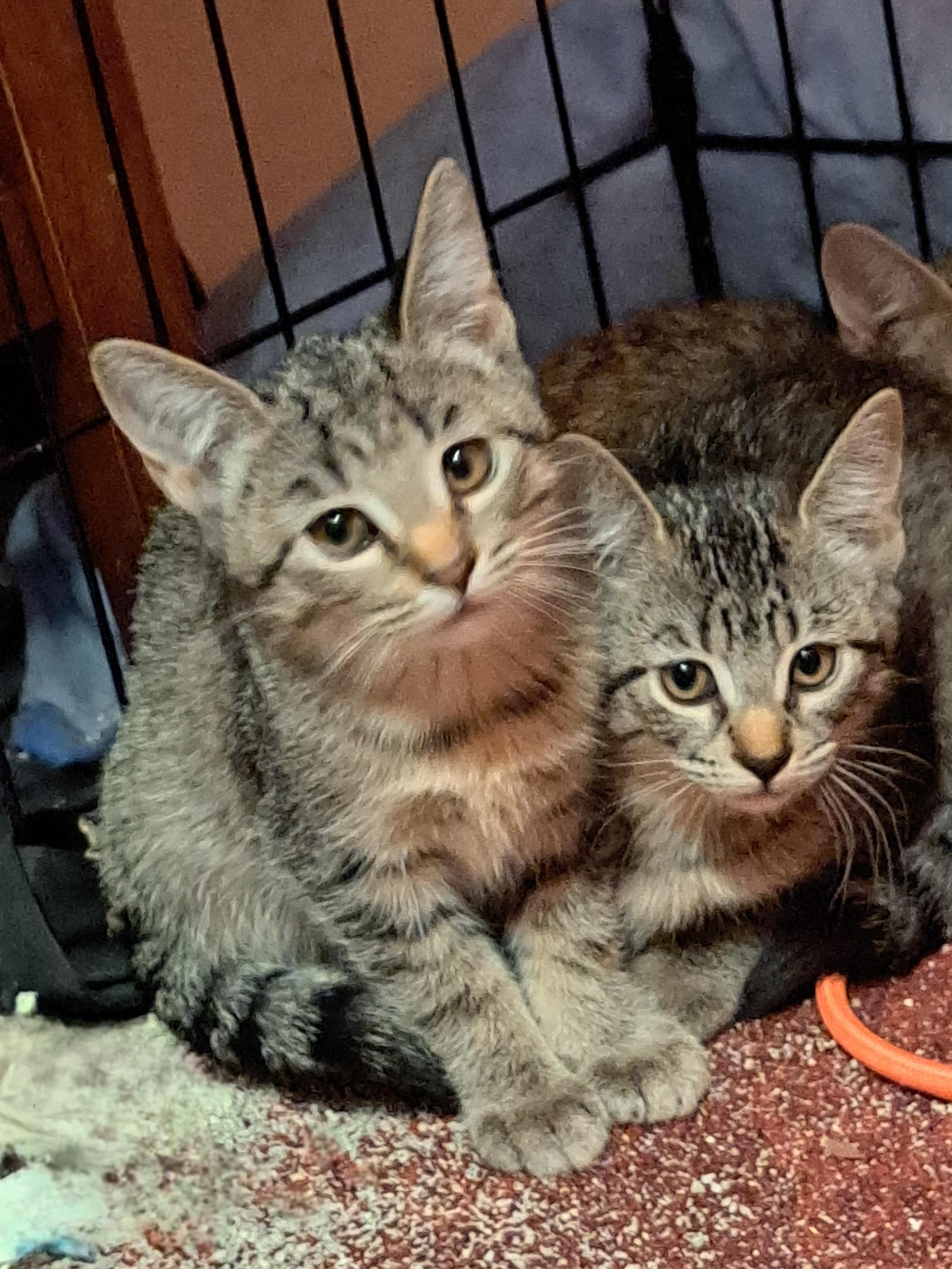 Enlarge Kaelinn & Kailor, an adopted Domestic Short Hair in Mesa, AZ image 3/6