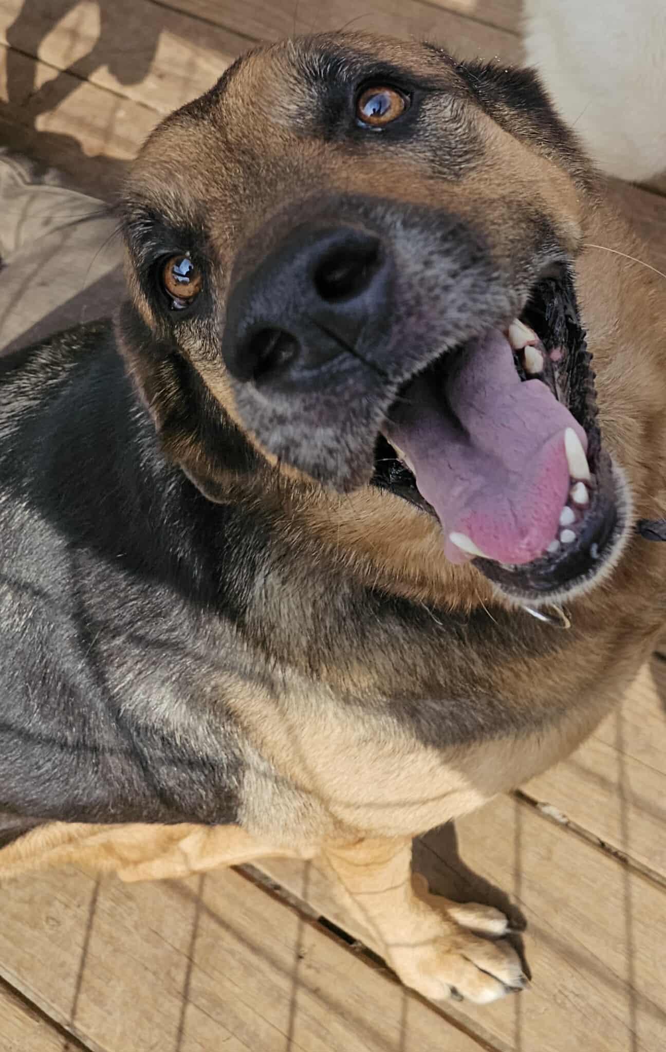 Enlarge Harley, a Adoptable mixed breed in Greeneville, TN image 3/6