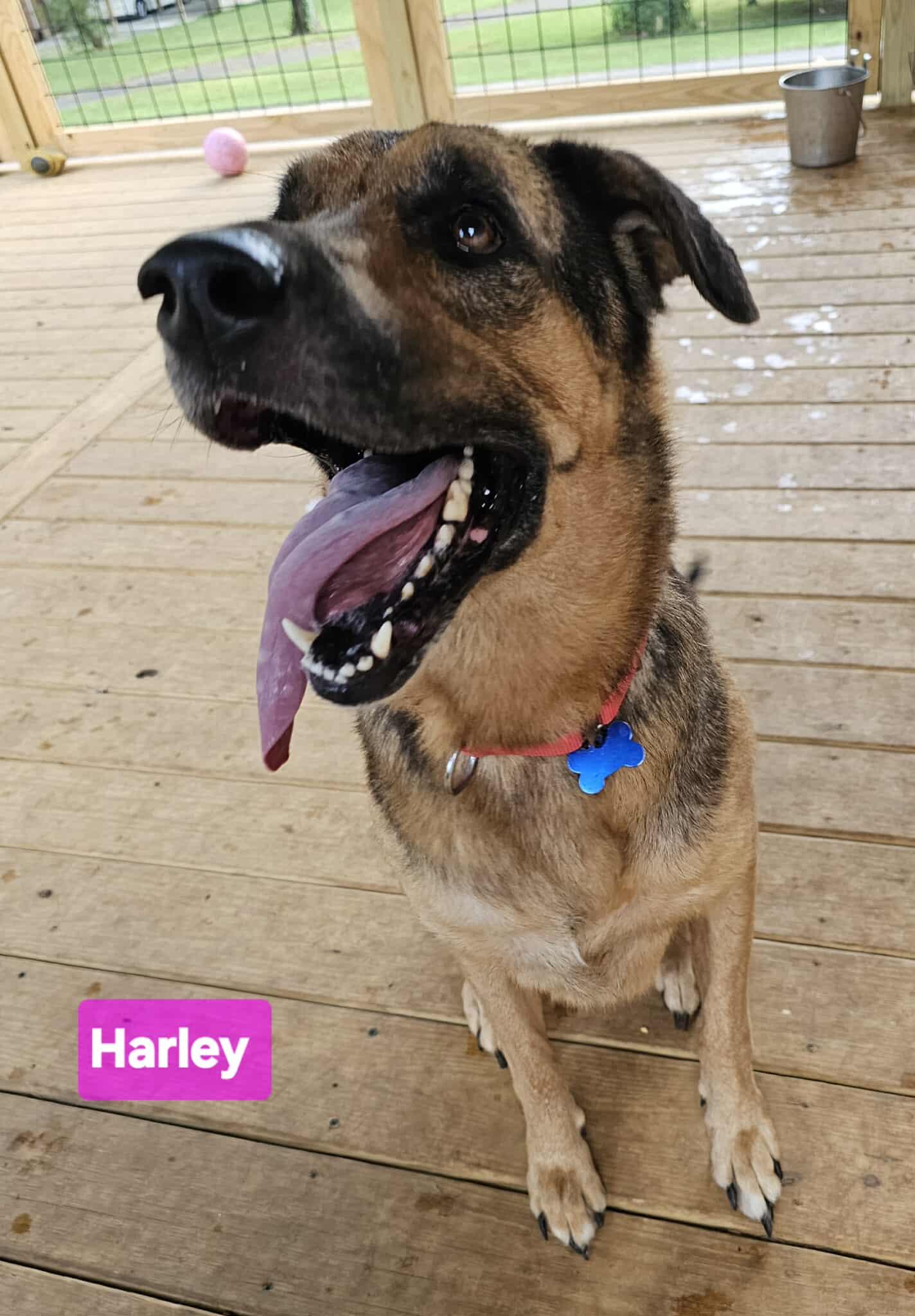 Harley