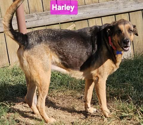 Enlarge Harley, a Adoptable mixed breed in Greeneville, TN image 4/6