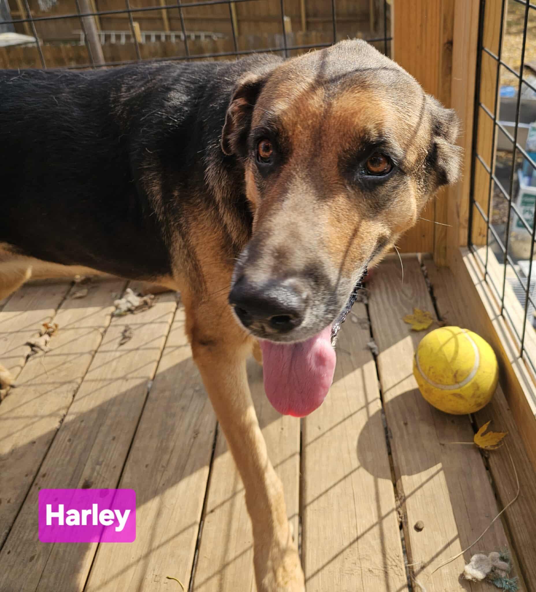 Harley, Adoptable, Senior Female German Shepherd Dog & Hound.