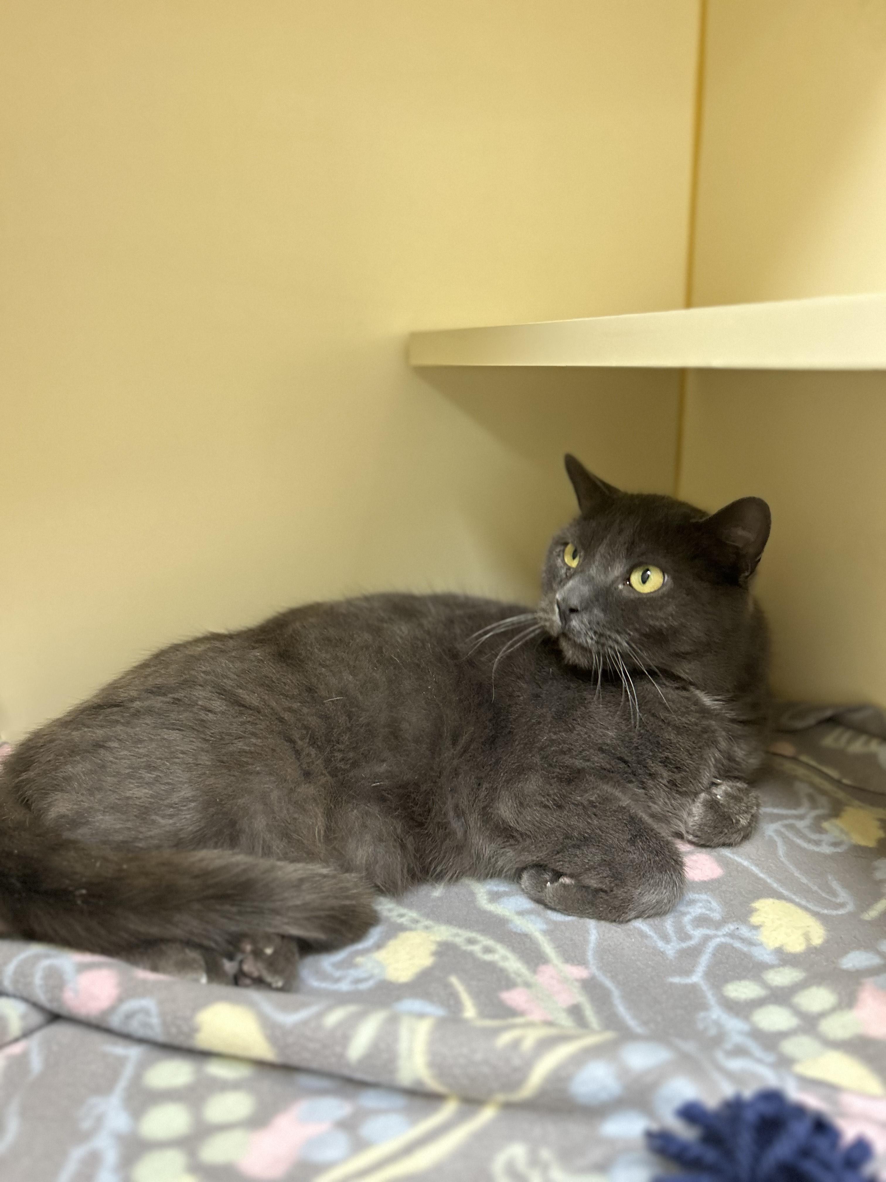 Enlarge Lucky, an adopted Domestic Short Hair in Myerstown, PA image 2/2