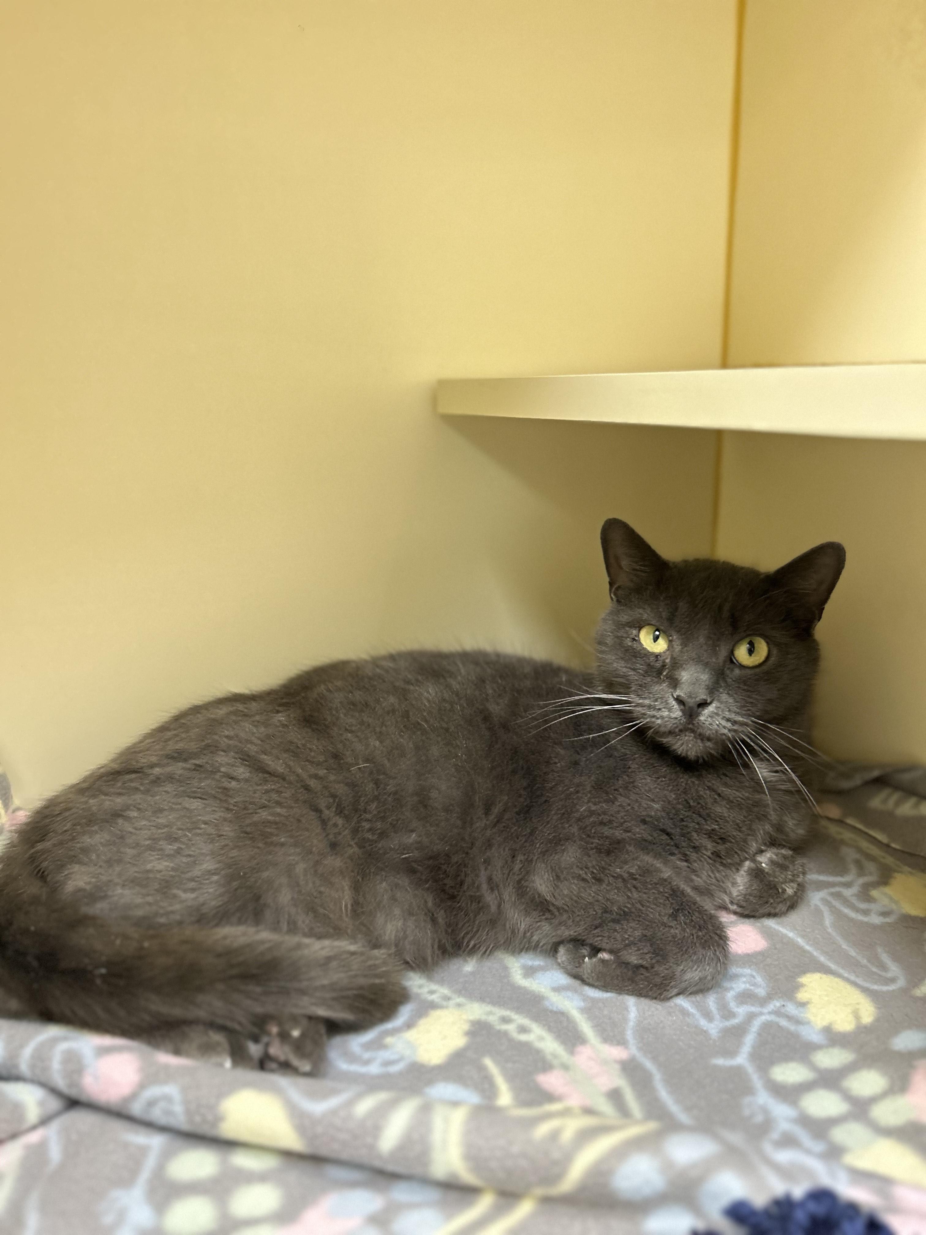 Enlarge Lucky, an adopted Domestic Short Hair in Myerstown, PA image 1/2