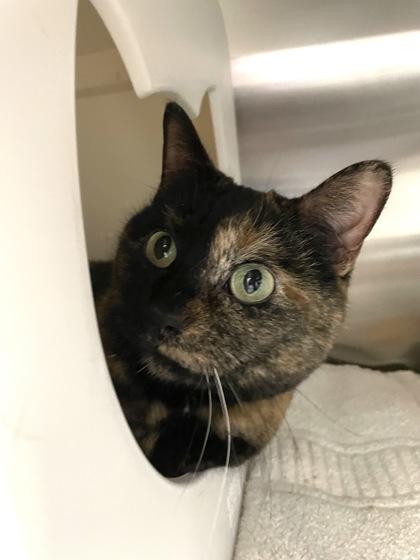 Jasmine Bella Luna, Adoptable, Adult Female Domestic Short Hair & Domestic Short Hair.