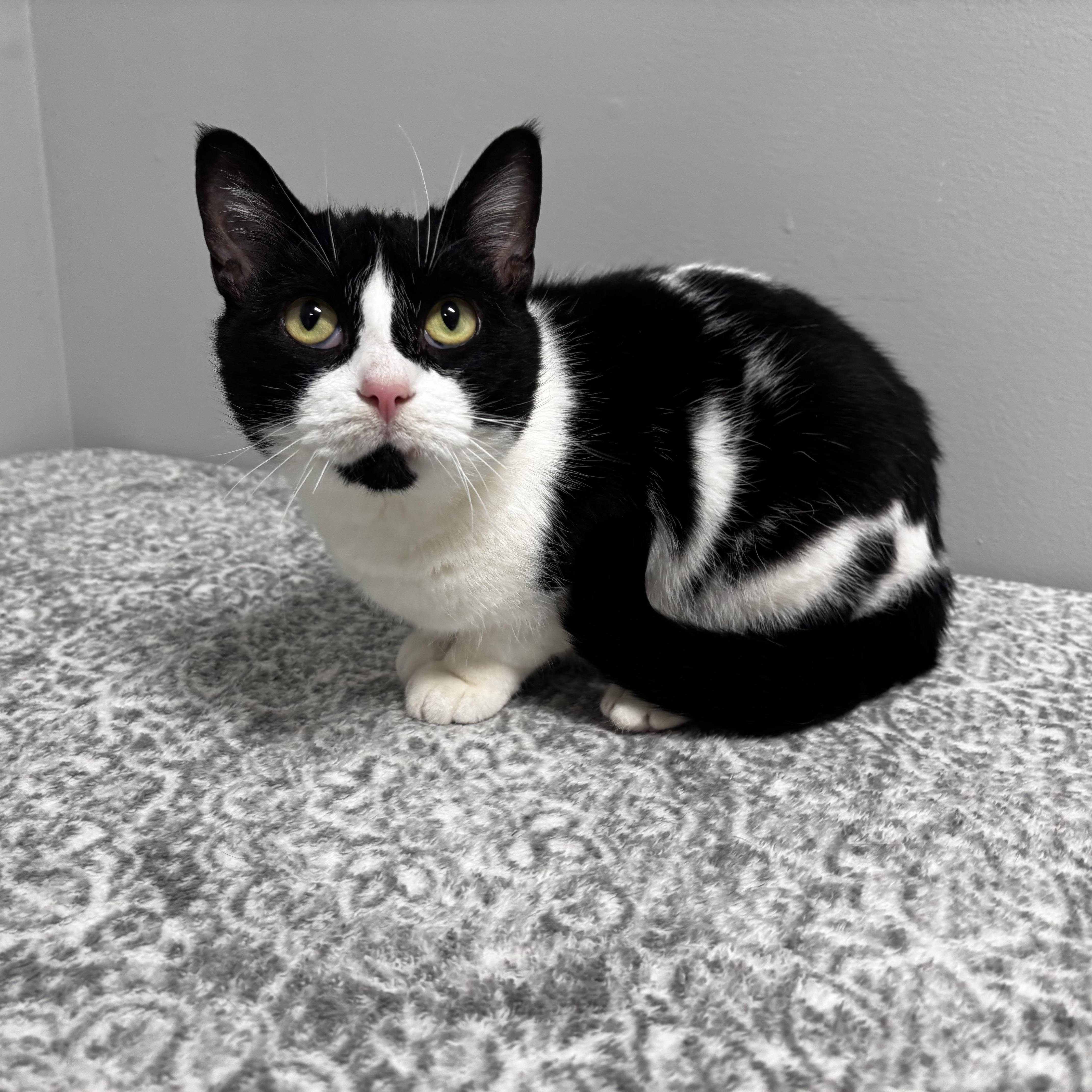 Helga, Adoptable, Adult Female Domestic Short Hair.