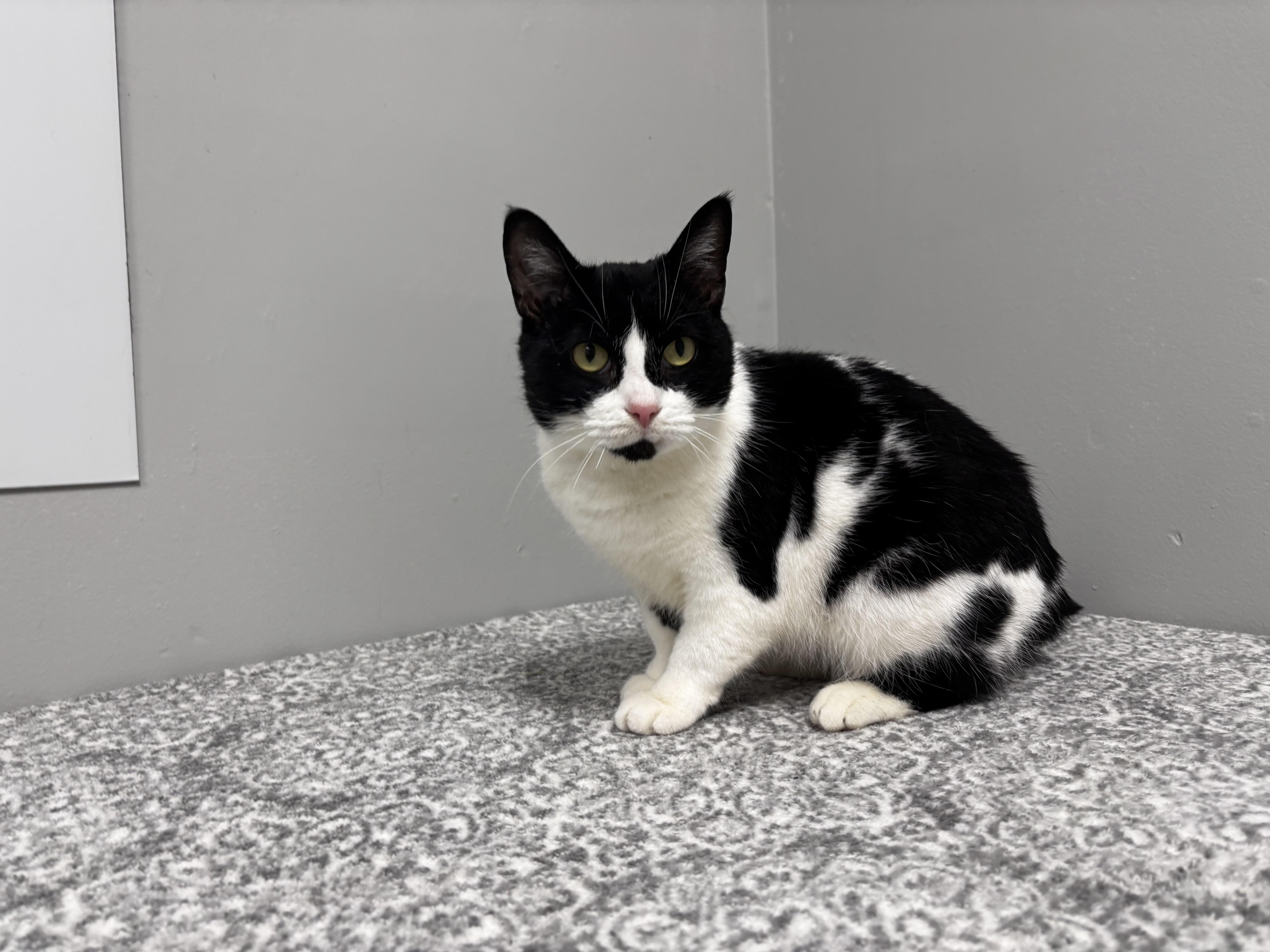 Enlarge Helga, a Adoptable Domestic Short Hair in Frankfort, IN image 2/5