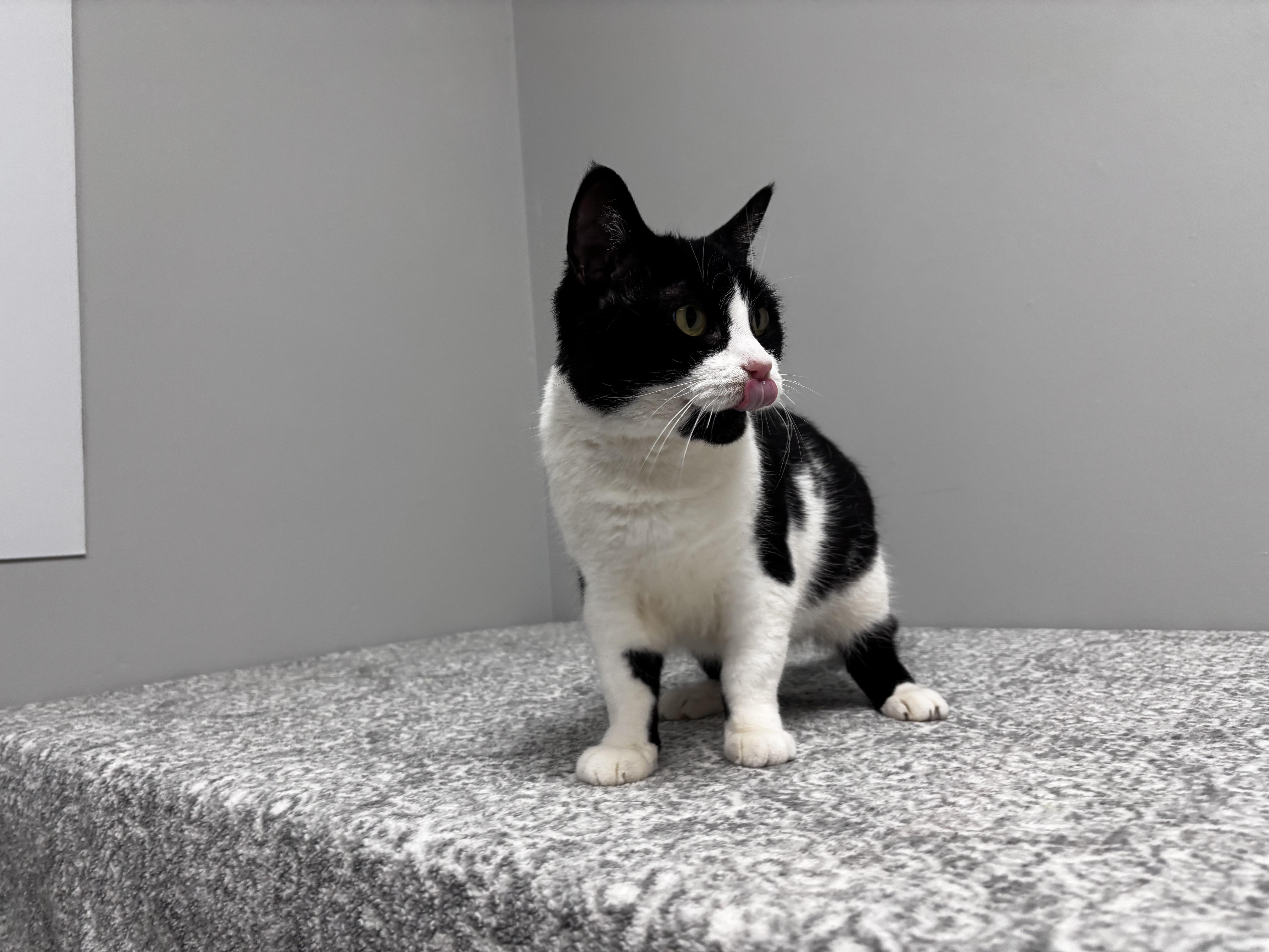 Enlarge Helga, a Adoptable Domestic Short Hair in Frankfort, IN image 5/5