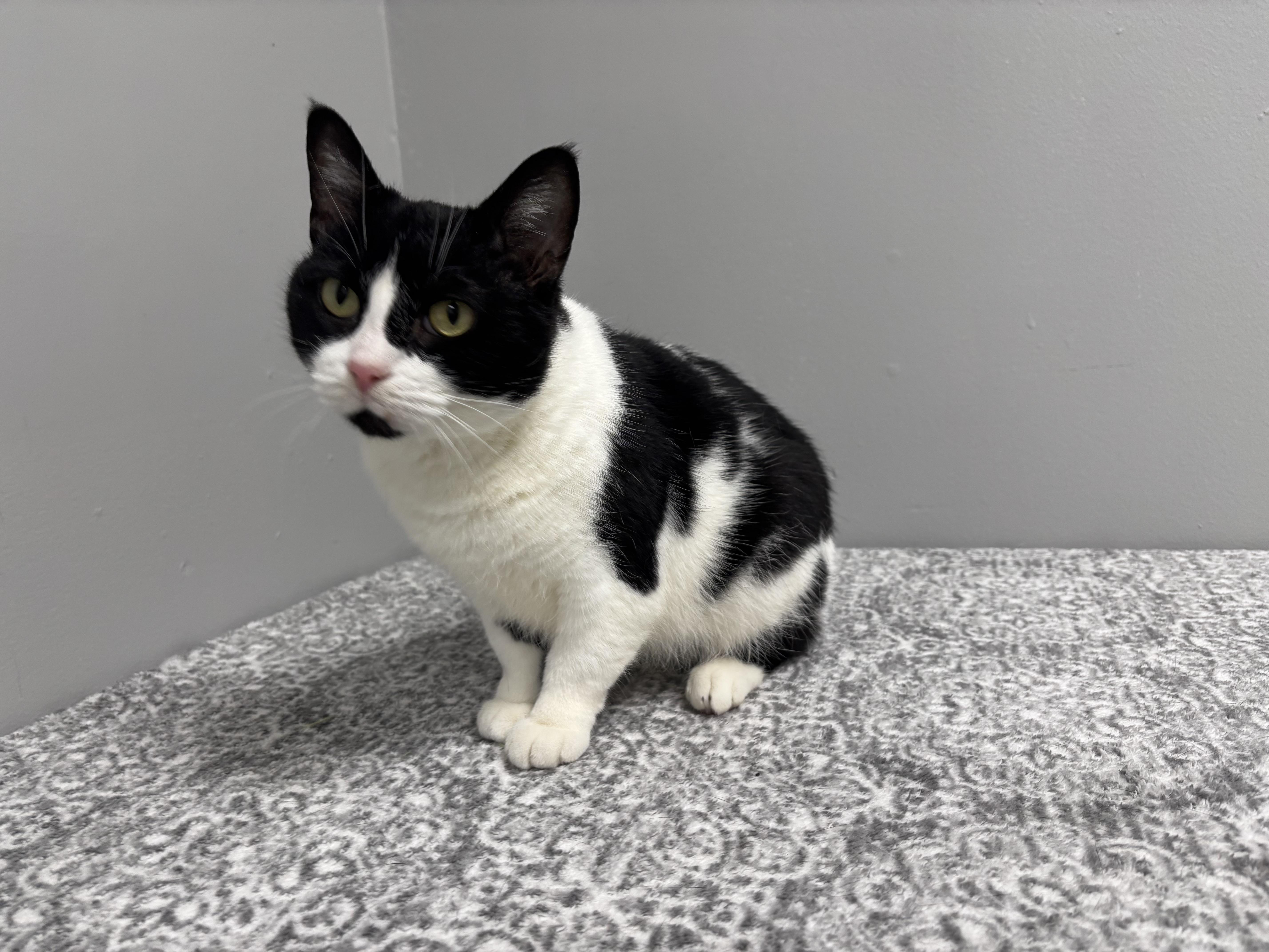 Enlarge Helga, a Adoptable Domestic Short Hair in Frankfort, IN image 3/5