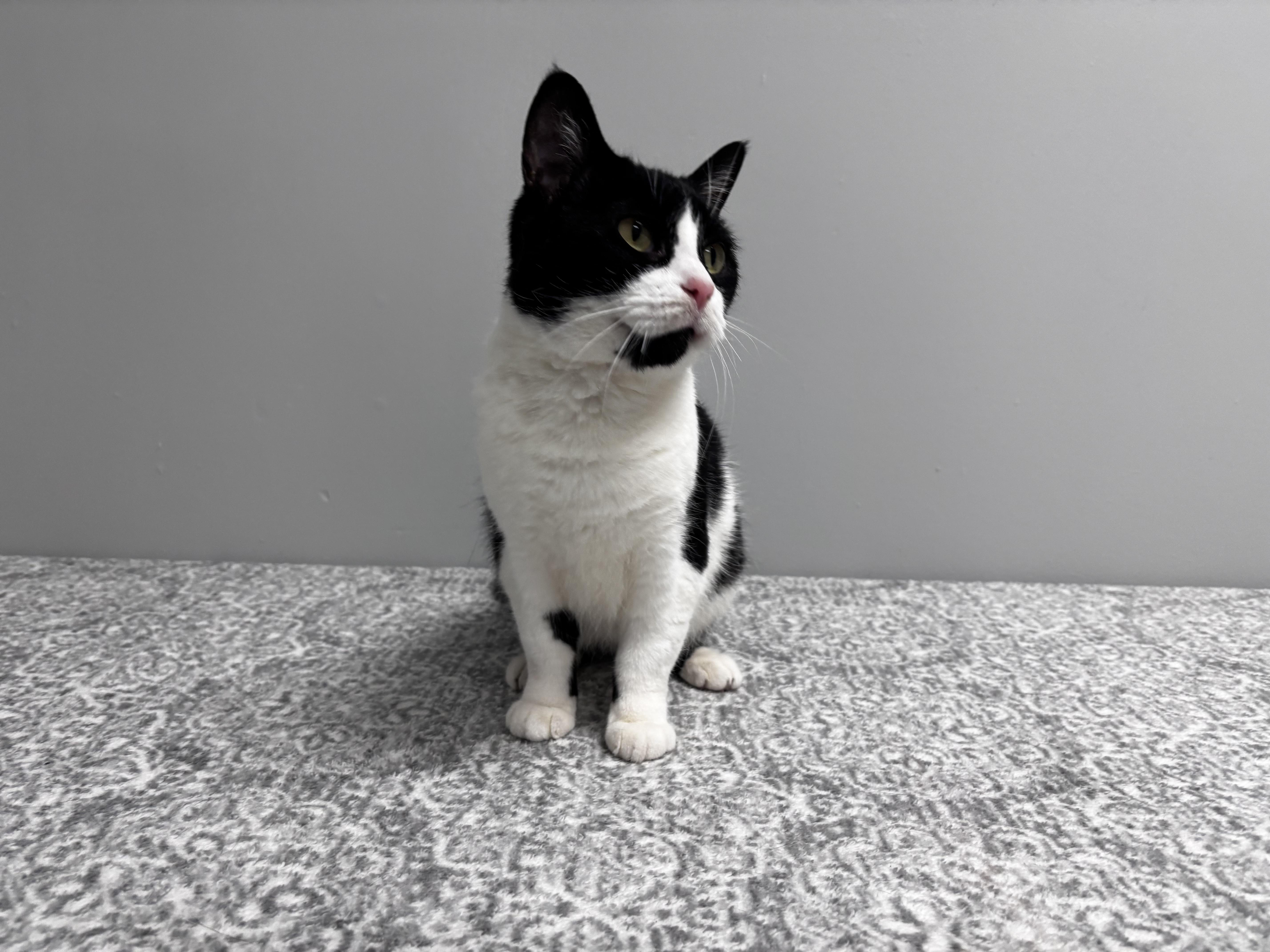 Enlarge Helga, a Adoptable Domestic Short Hair in Frankfort, IN image 4/5