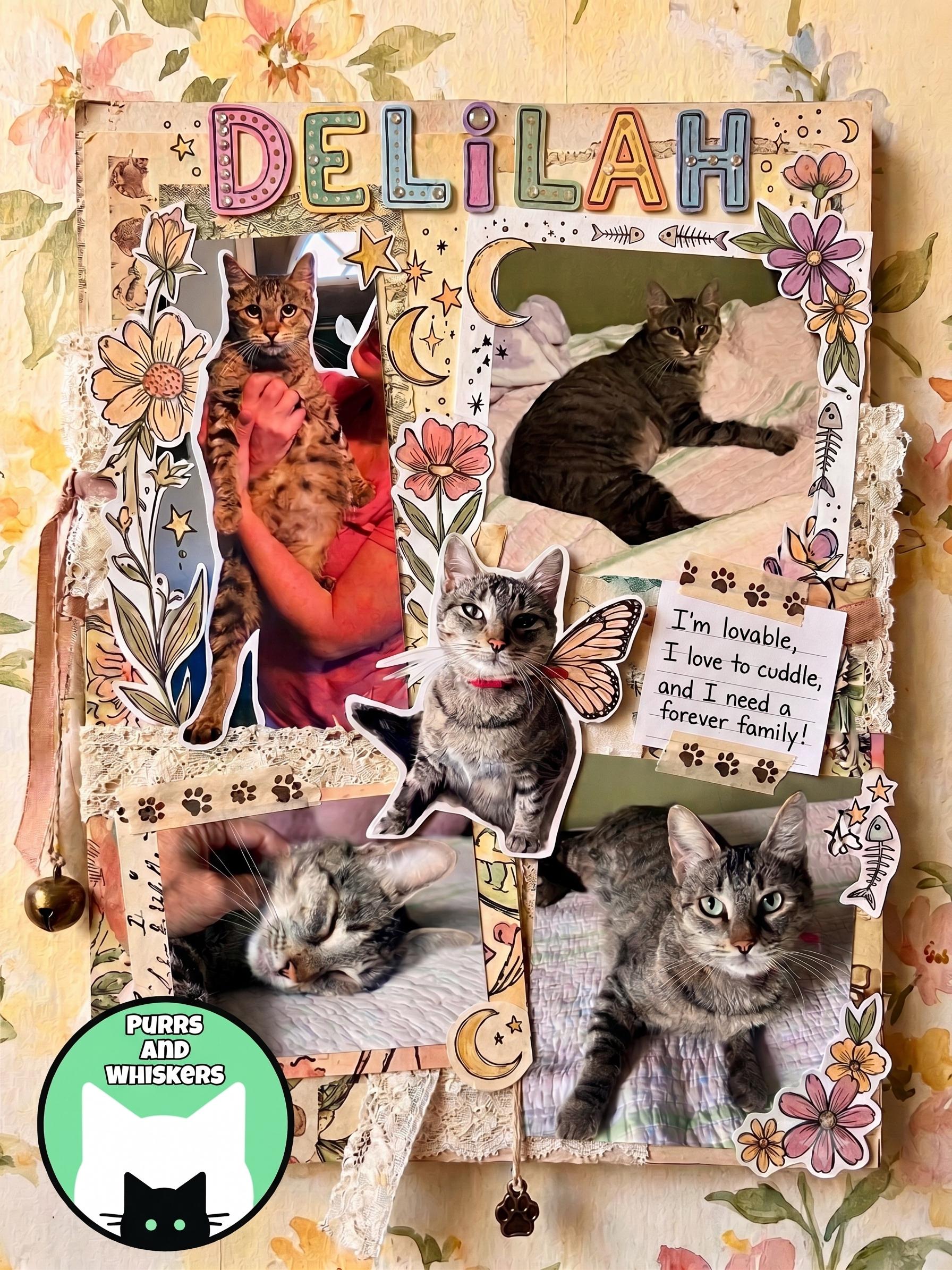 Enlarge Delilah, a ADOPTABLE Domestic Short Hair in New Hartford, NY image 2/2
