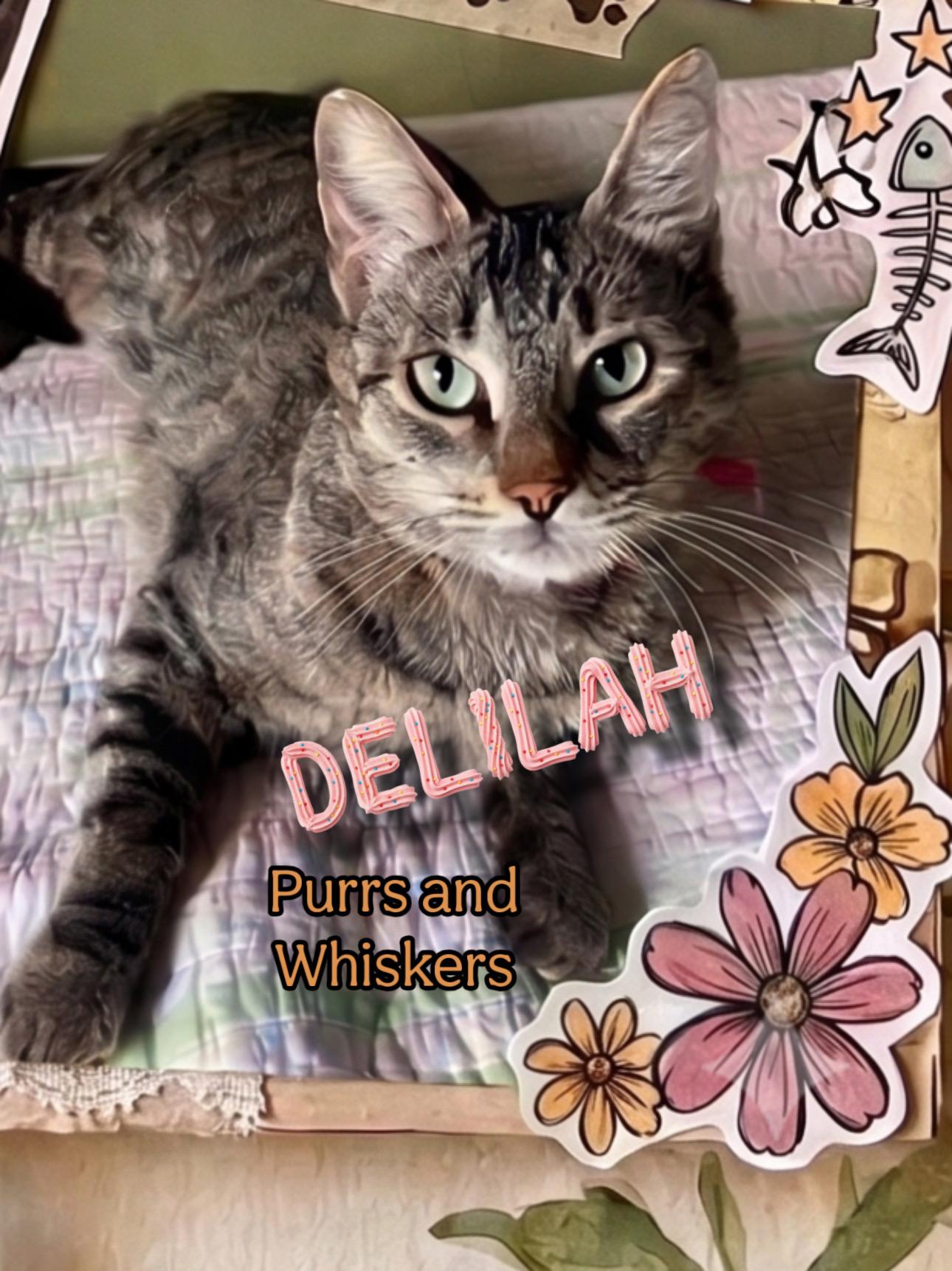 Delilah, ADOPTABLE, Young Female Domestic Short Hair.
