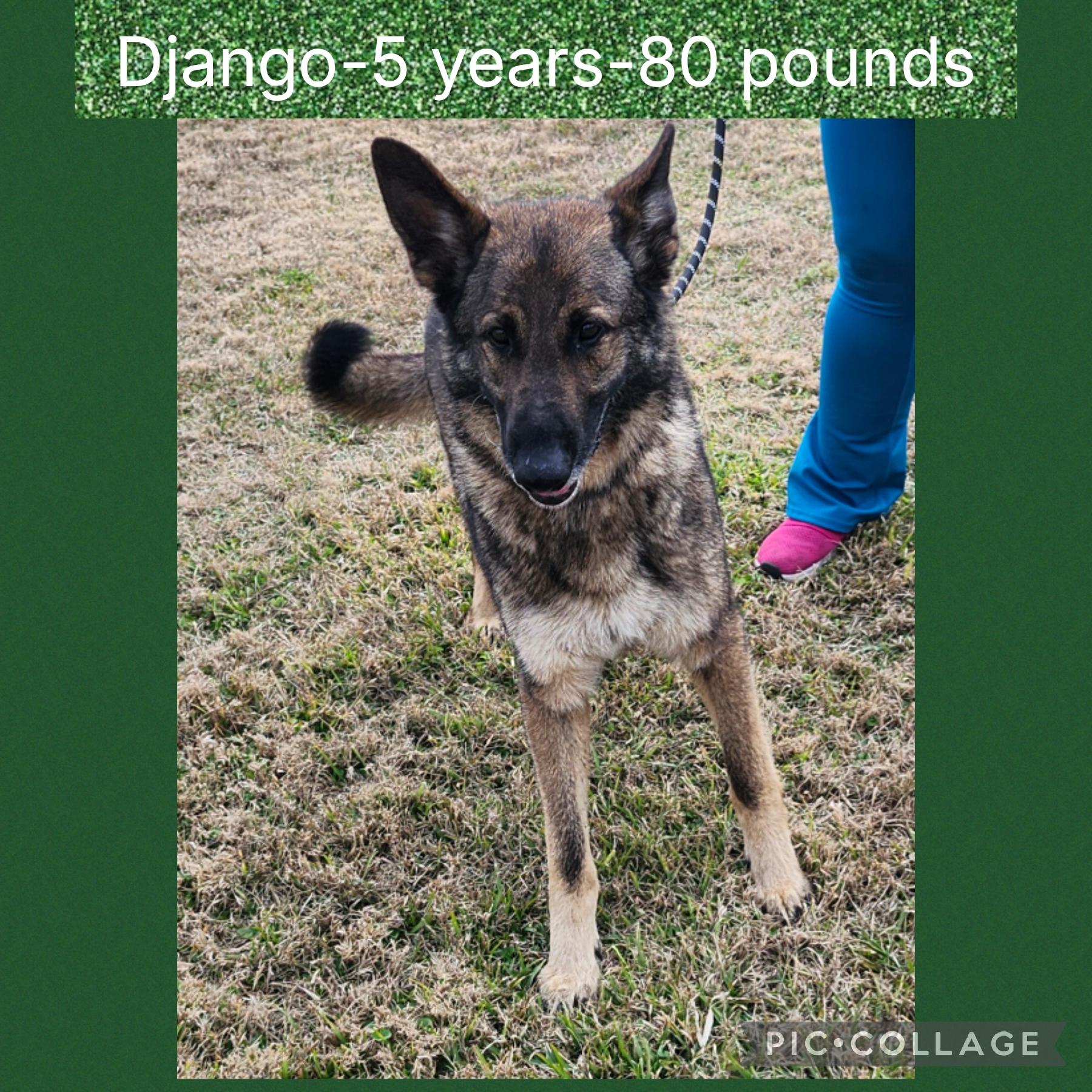 Enlarge Django, a ADOPTABLE mixed breed in New Iberia, LA image 1/1