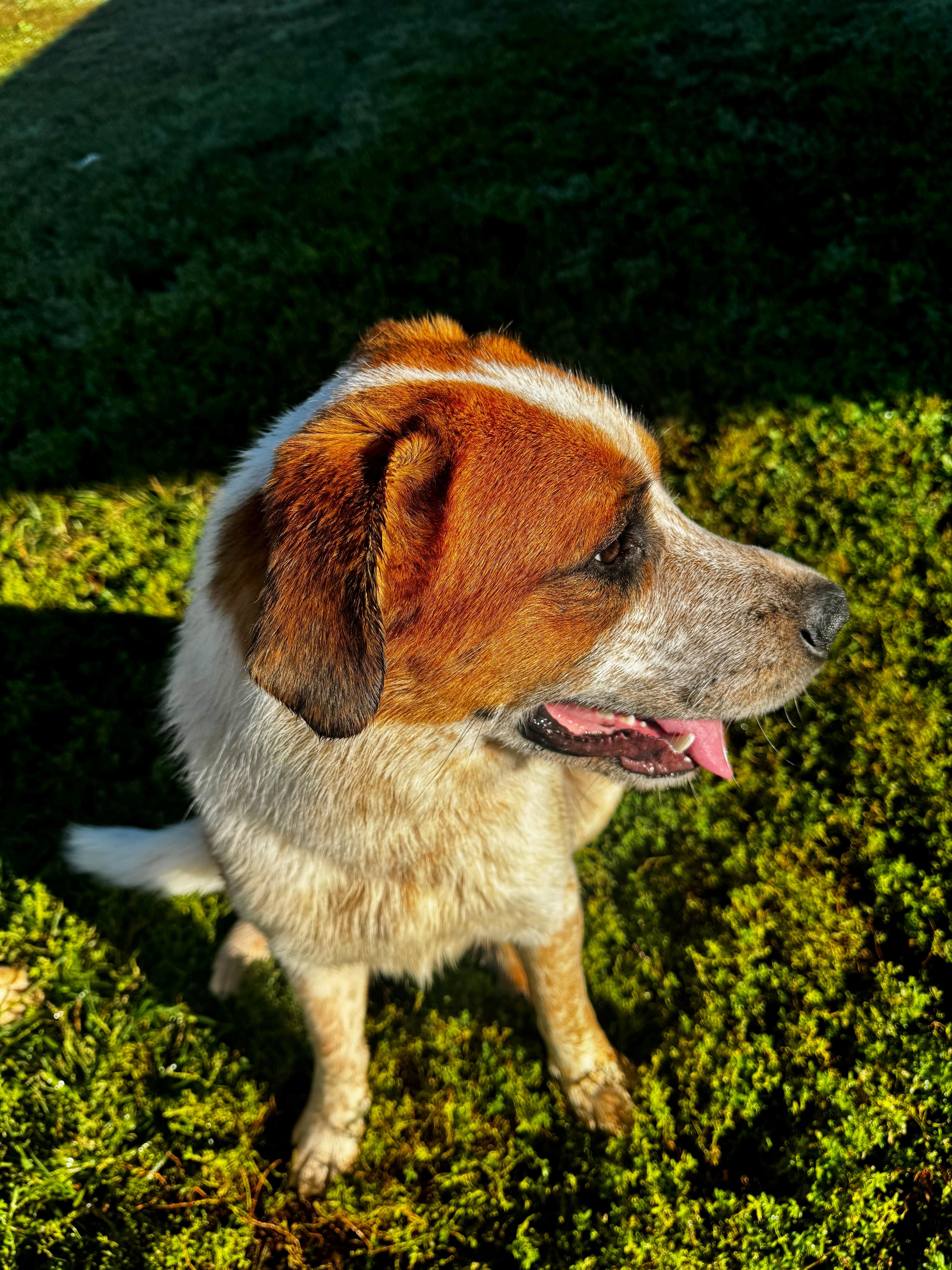 Percy, an adoptable Saint Bernard in Kearney, NE, 68845 | Photo Image 1