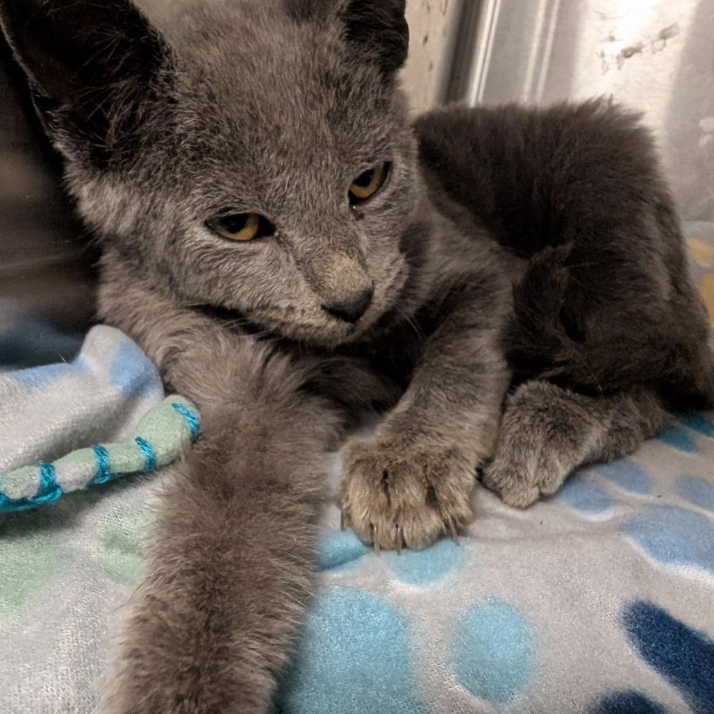 Enlarge King Julian, a Adoptable mixed breed in Amarillo, TX image 1/3