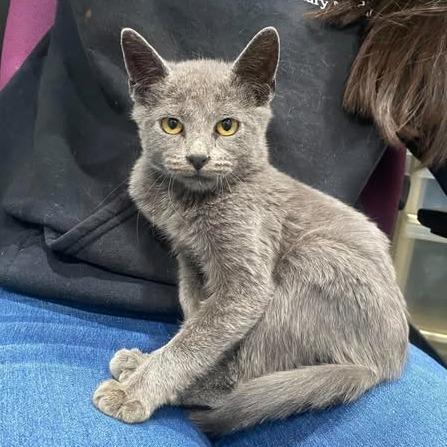 Enlarge King Julian, a Adoptable mixed breed in Amarillo, TX image 3/3