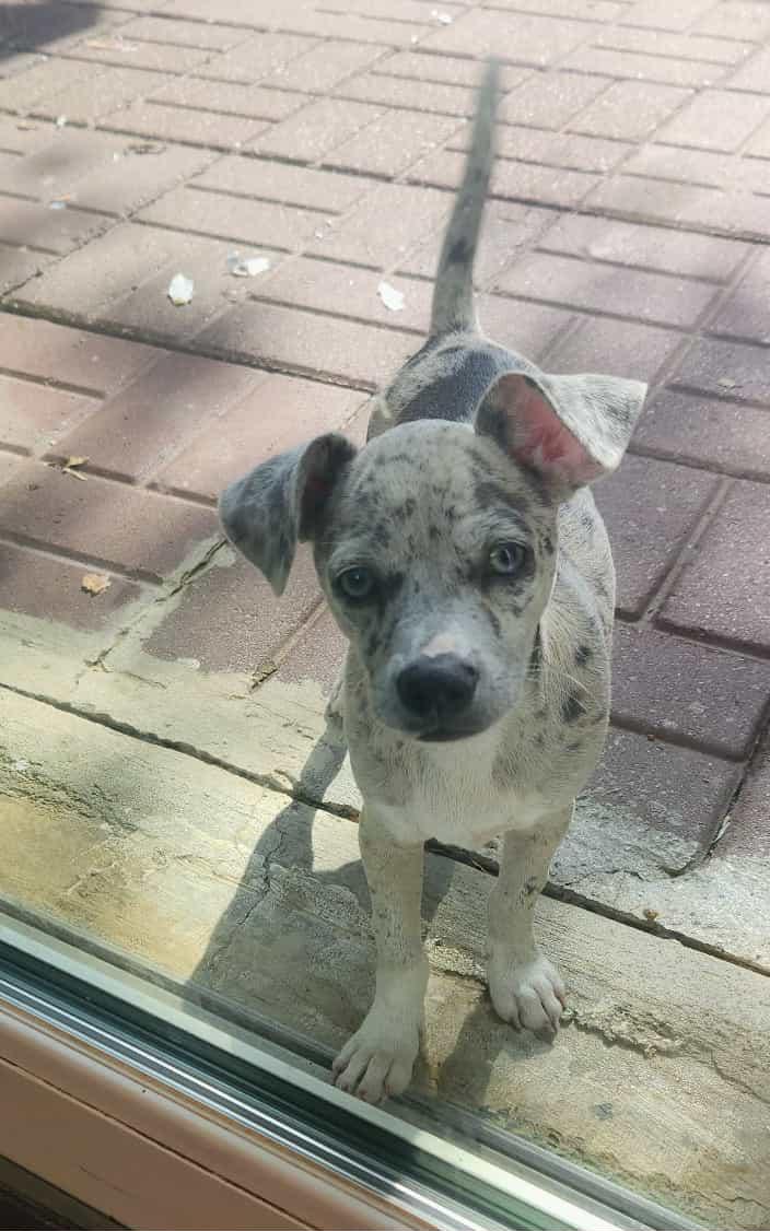 Pinto, Adoptable, Young Male Chihuahua.