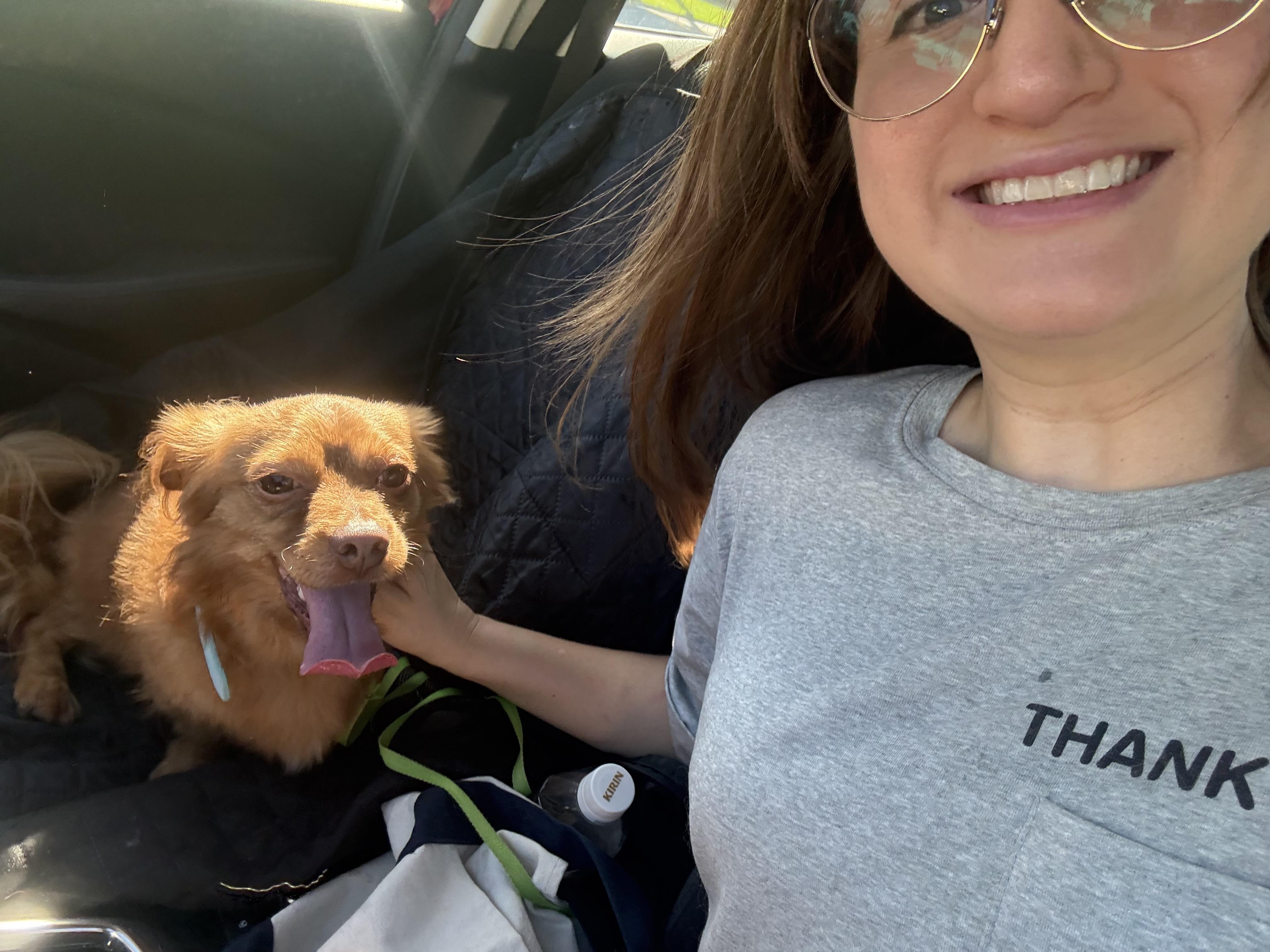 Kobi, adopted, Young Male Chihuahua.