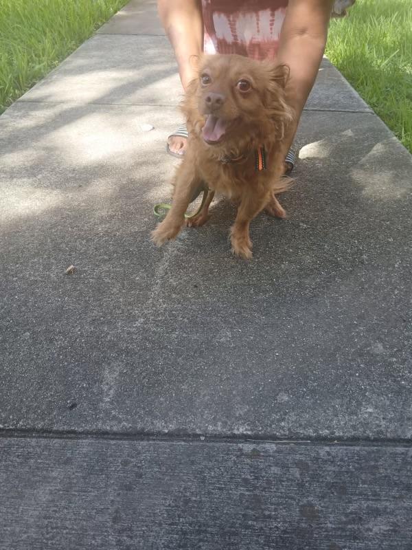 Enlarge Kobi, an adopted Chihuahua in North Miami, FL image 2/2