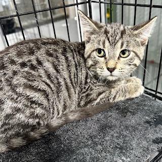 Addy, Adoptable, Young Male Domestic Short Hair.