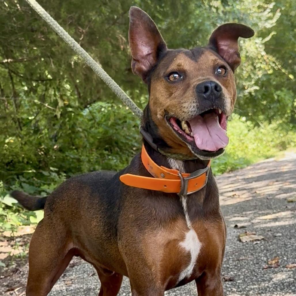 Willie Walter, Adoptable, Senior Male Mixed Breed.