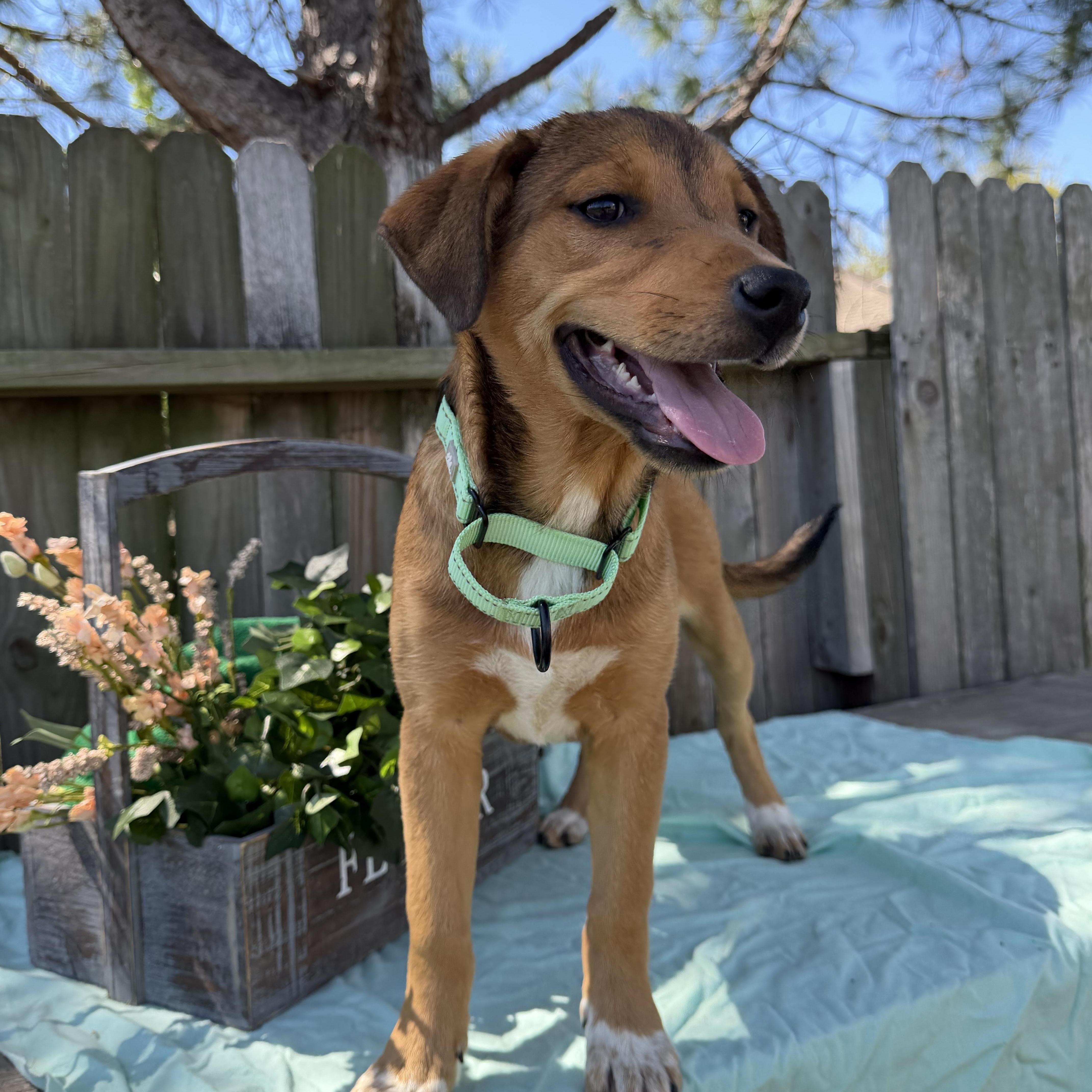 Enlarge Sienna, a Adoptable mixed breed in Wytheville , VA image 1/5