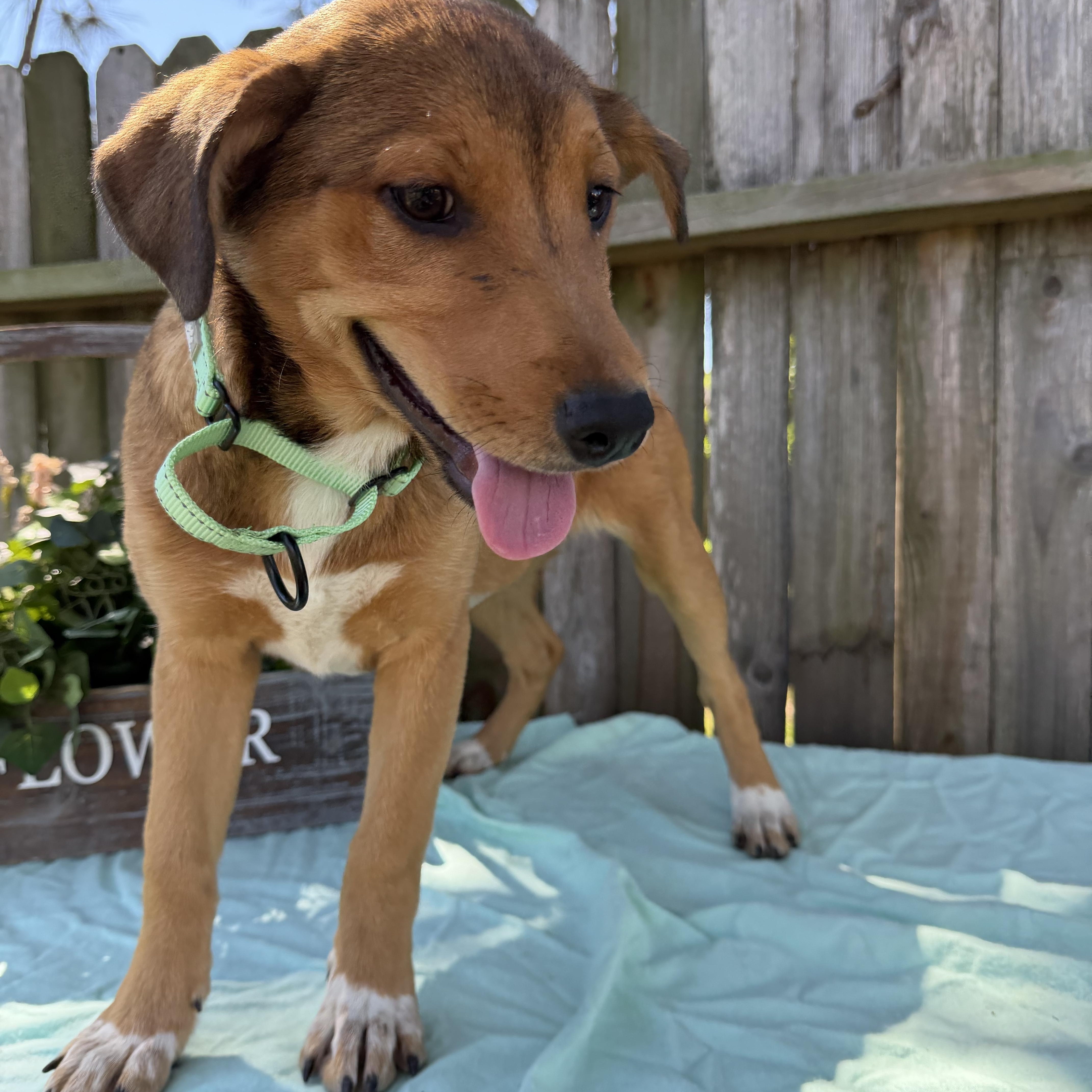 Enlarge Sienna, a Adoptable mixed breed in Wytheville , VA image 4/5