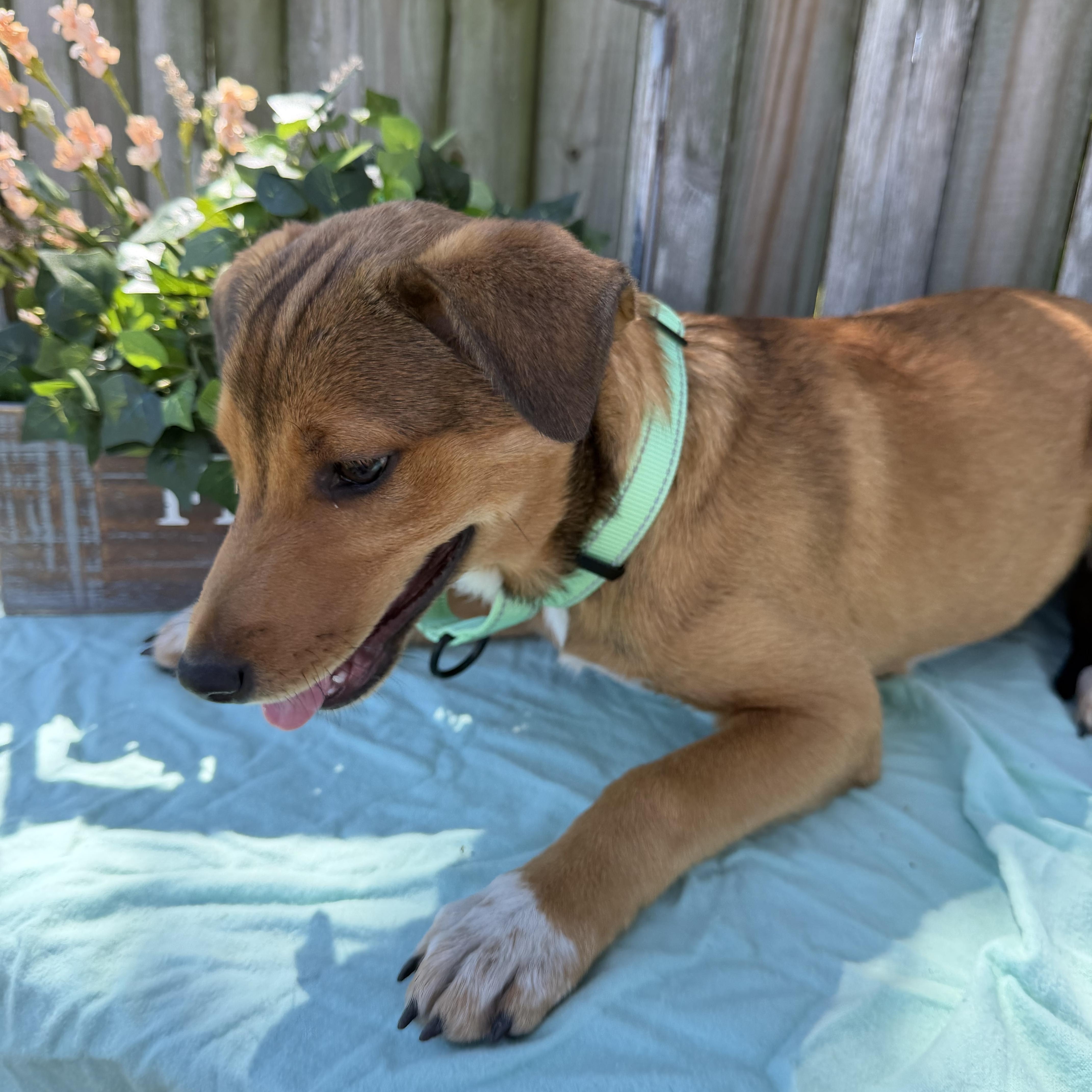 Enlarge Sienna, a Adoptable mixed breed in Wytheville , VA image 2/5