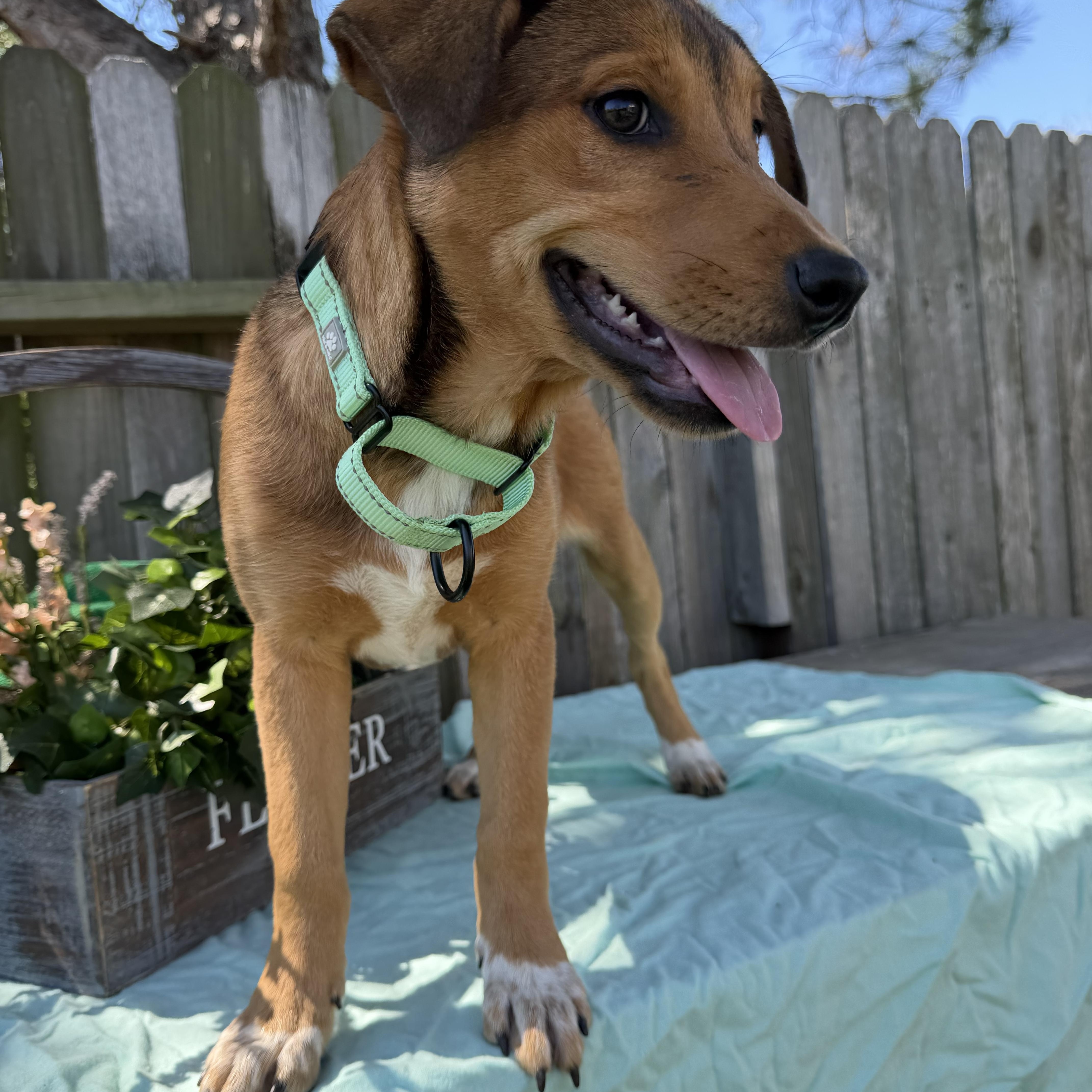 Enlarge Sienna, a Adoptable mixed breed in Wytheville , VA image 3/5