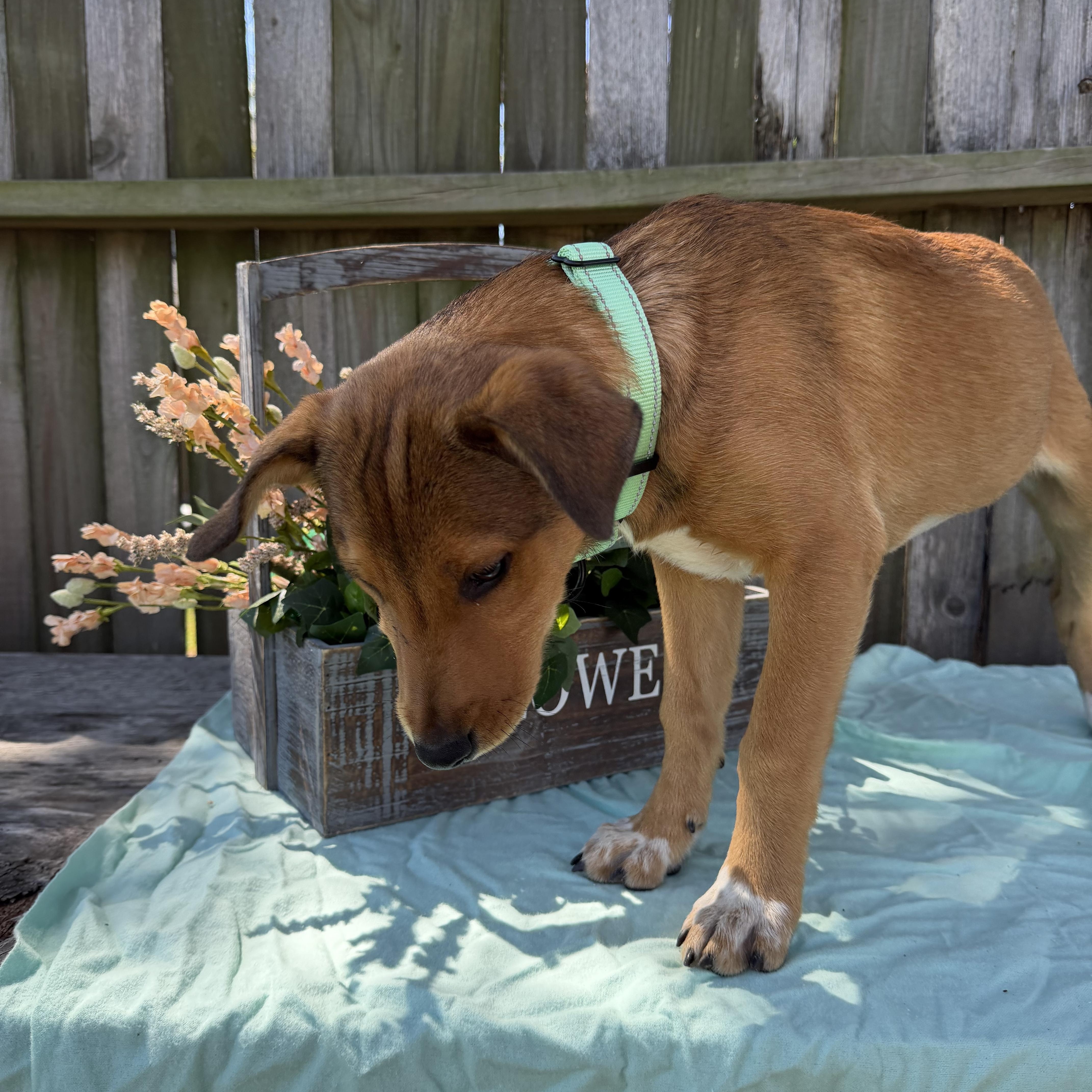 Enlarge Sienna, a Adoptable mixed breed in Wytheville , VA image 5/5