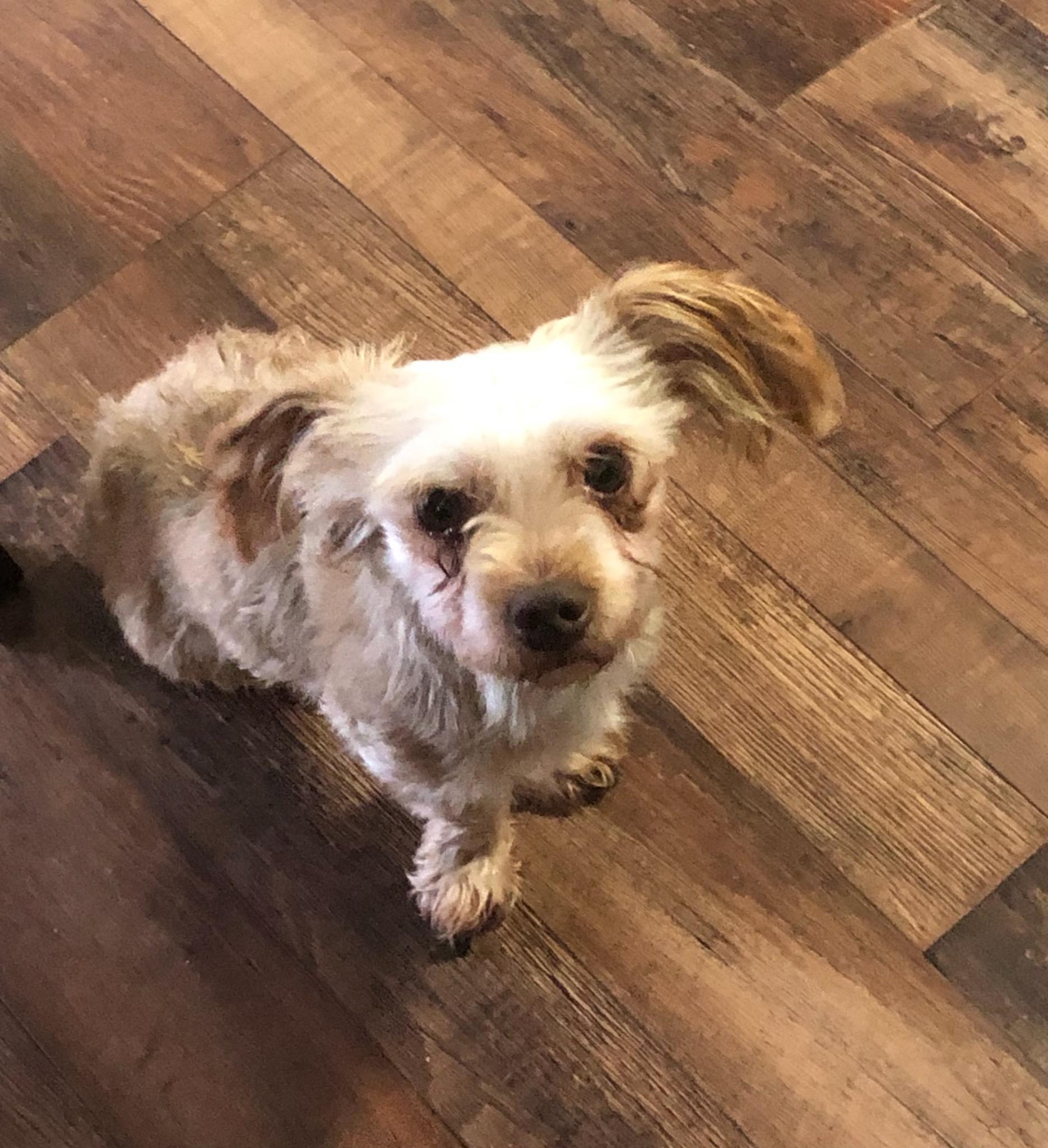 Kramer, Adoptable, Adult Male Yorkshire Terrier.