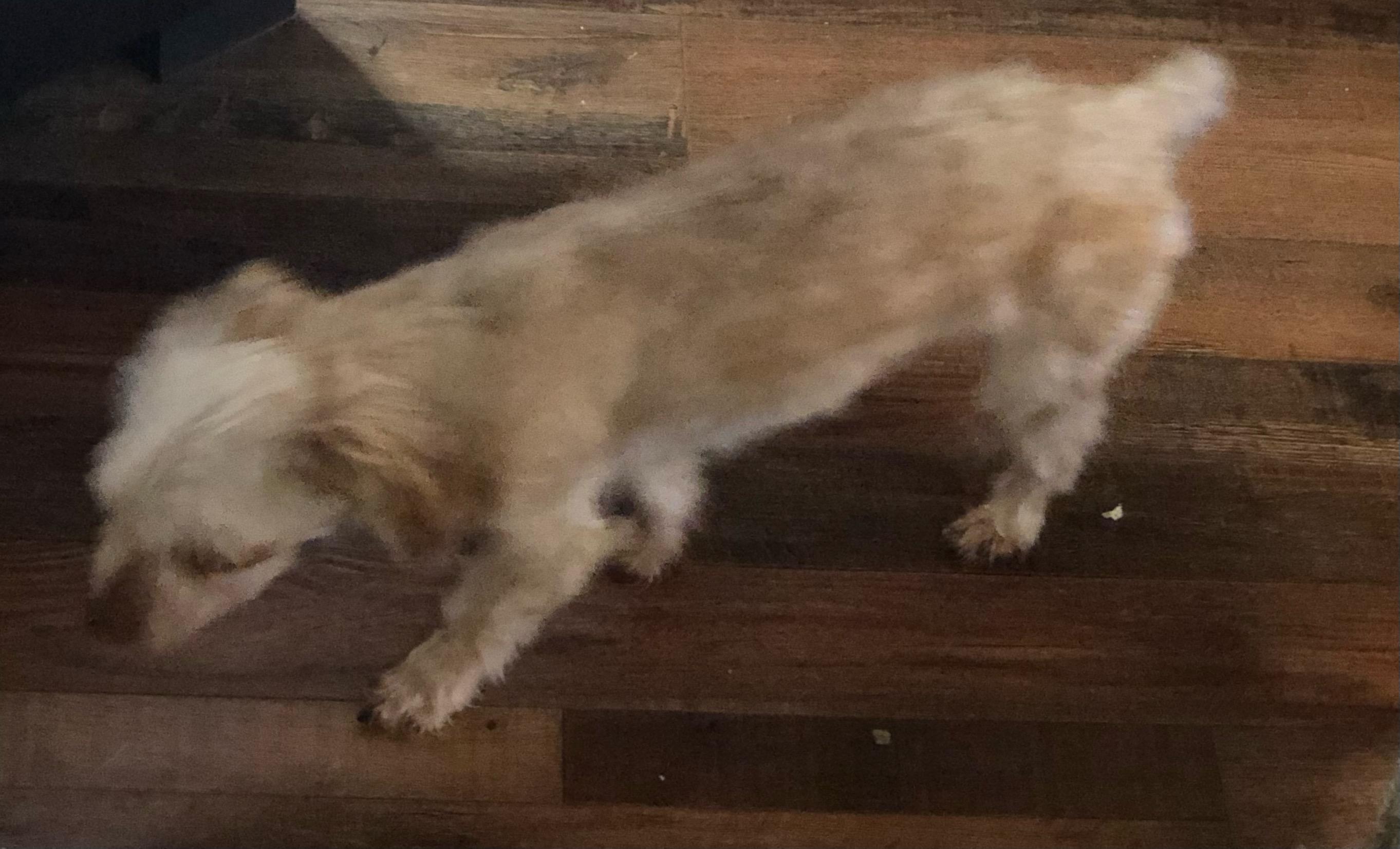 Enlarge Kramer, a Adoptable Yorkshire Terrier in Colleyville, TX image 2/3