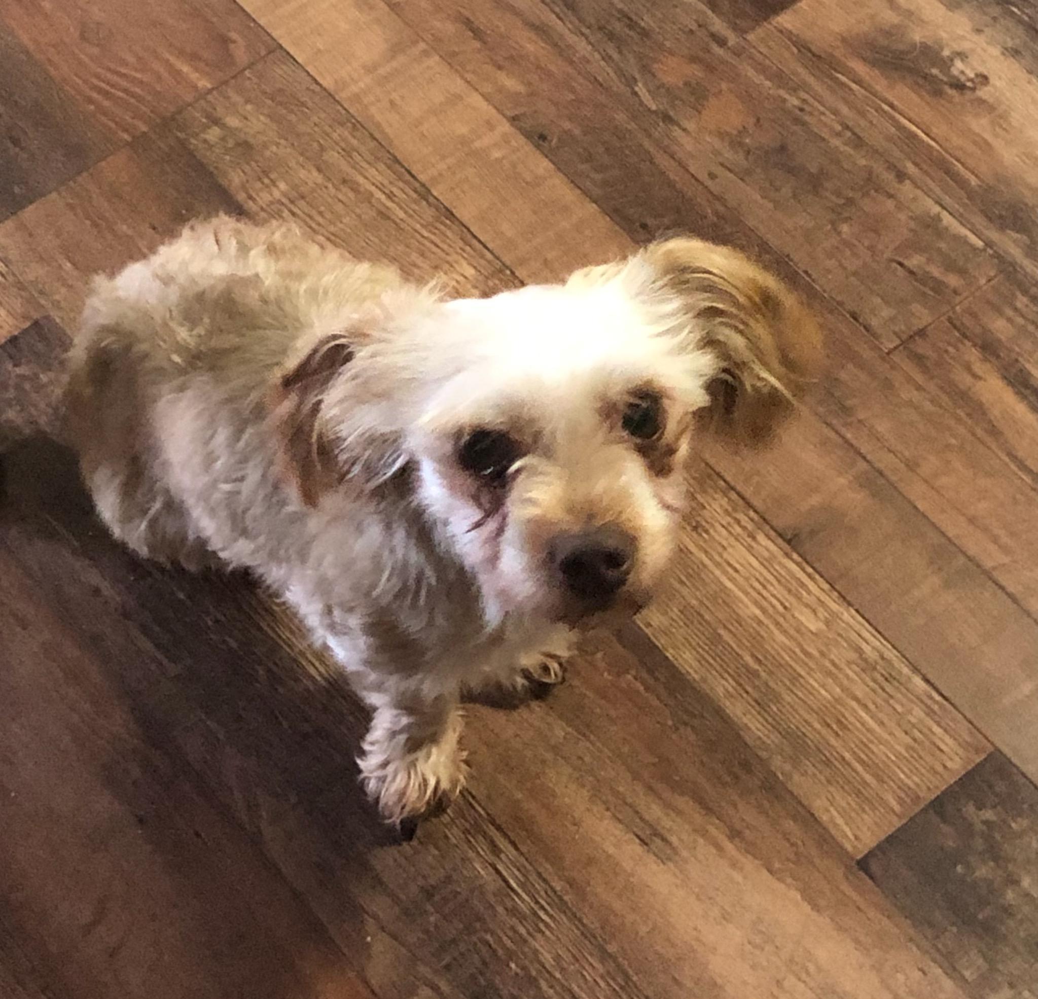 Enlarge Kramer, a Adoptable Yorkshire Terrier in Colleyville, TX image 3/3