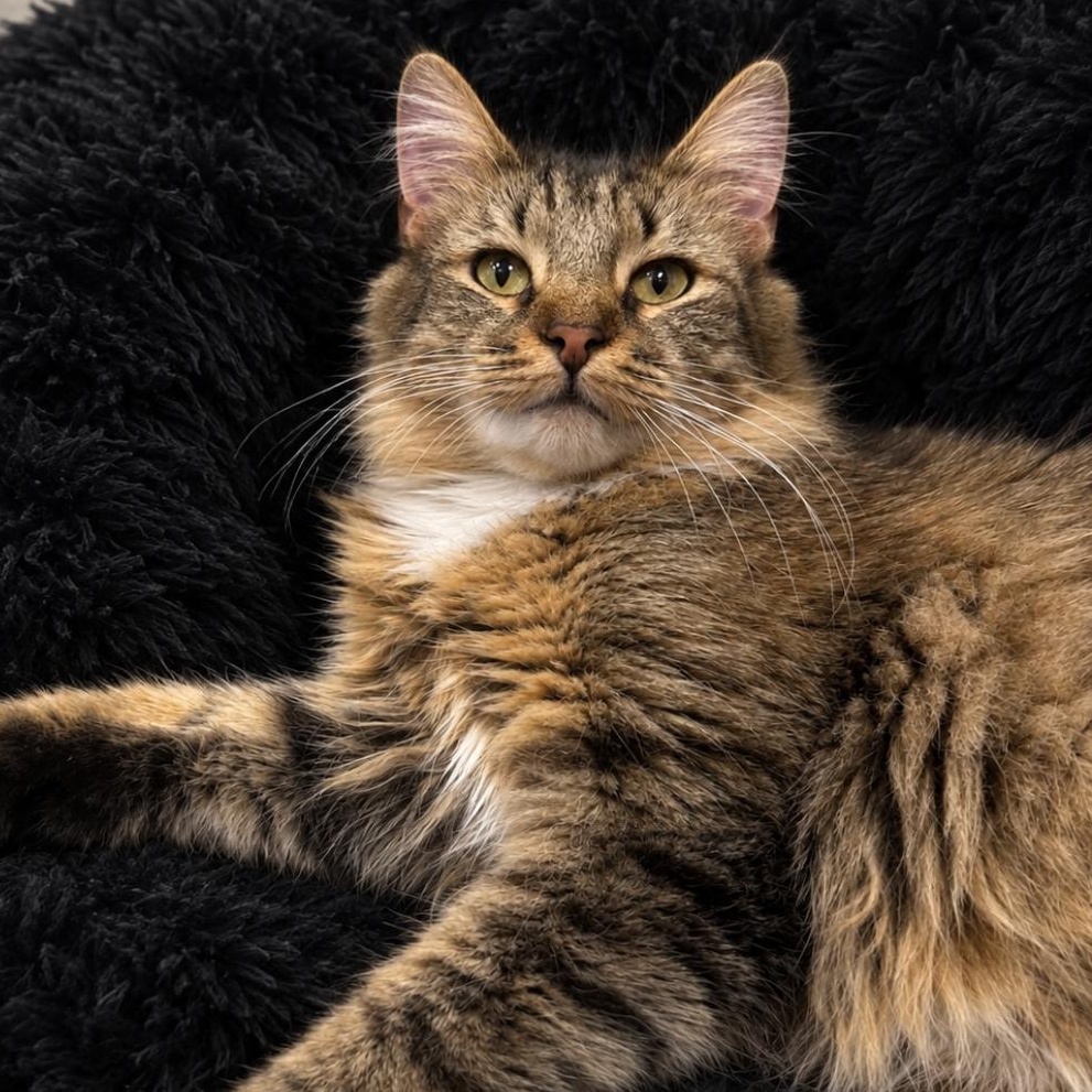 Enlarge Cashmere, a Adopted mixed breed in Dalton, GA image 1/2