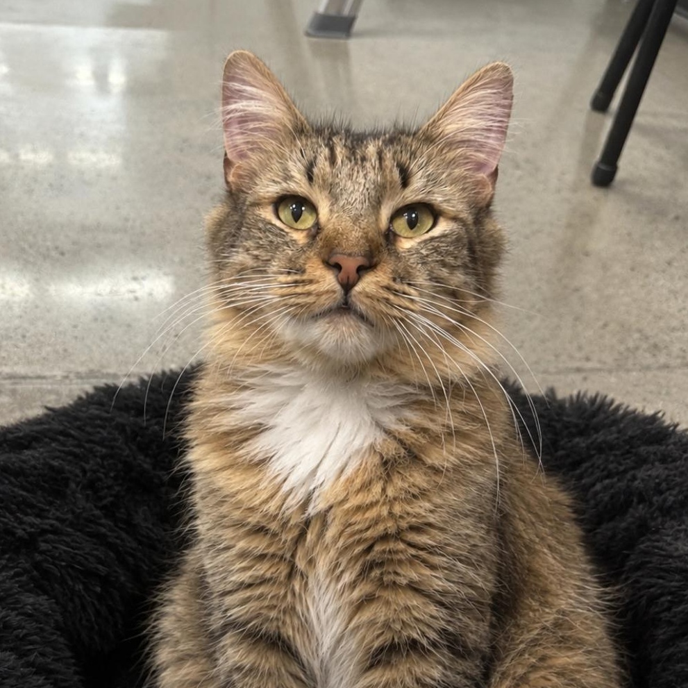 Enlarge Cashmere, a Adopted mixed breed in Dalton, GA image 2/2