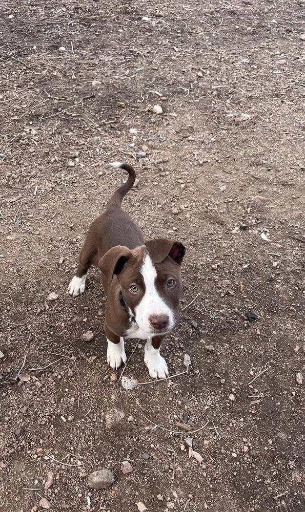 Pearson, Adoptable, Puppy Male Australian Cattle Dog / Blue Heeler.