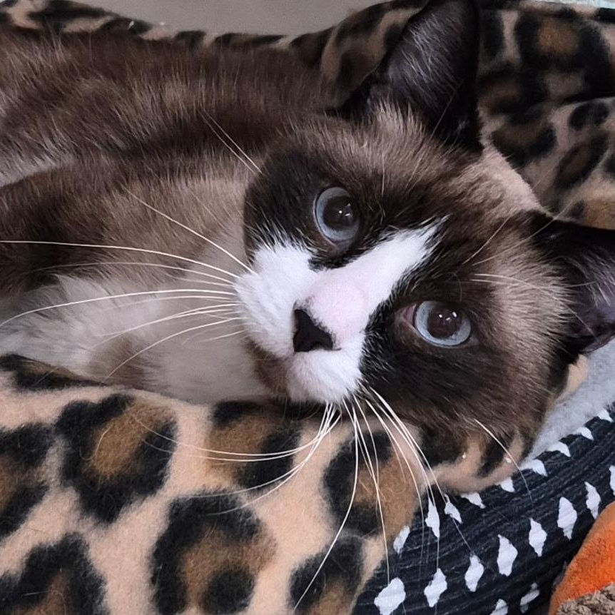 Enlarge Anakin, an adopted Siamese in Tomah, WI image 1/2
