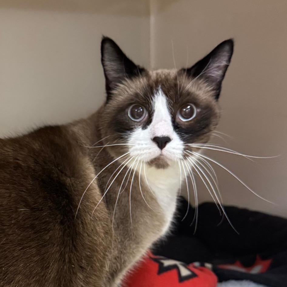 Enlarge Anakin, an adopted Siamese in Tomah, WI image 2/2