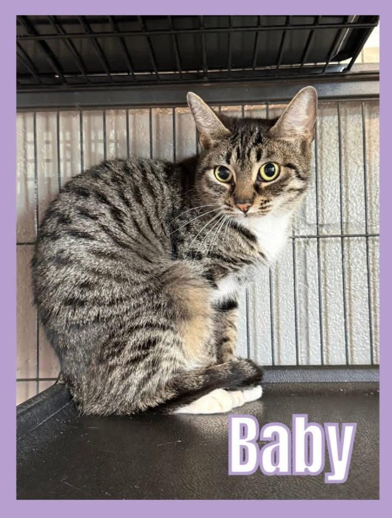 Baby, a Adoptable mixed breed in Bossier City, LA image 1/5
