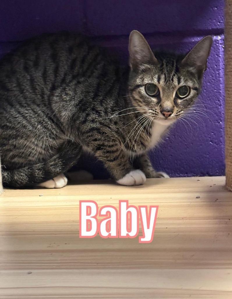 Baby, a Adoptable mixed breed in Bossier City, LA image 5/5