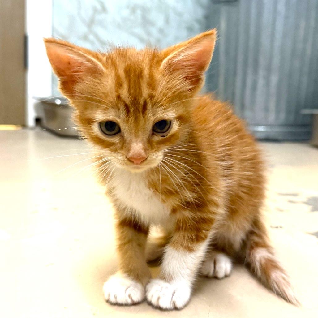 PHOEBE, ADOPTABLE, Kitten Female Domestic Short Hair.