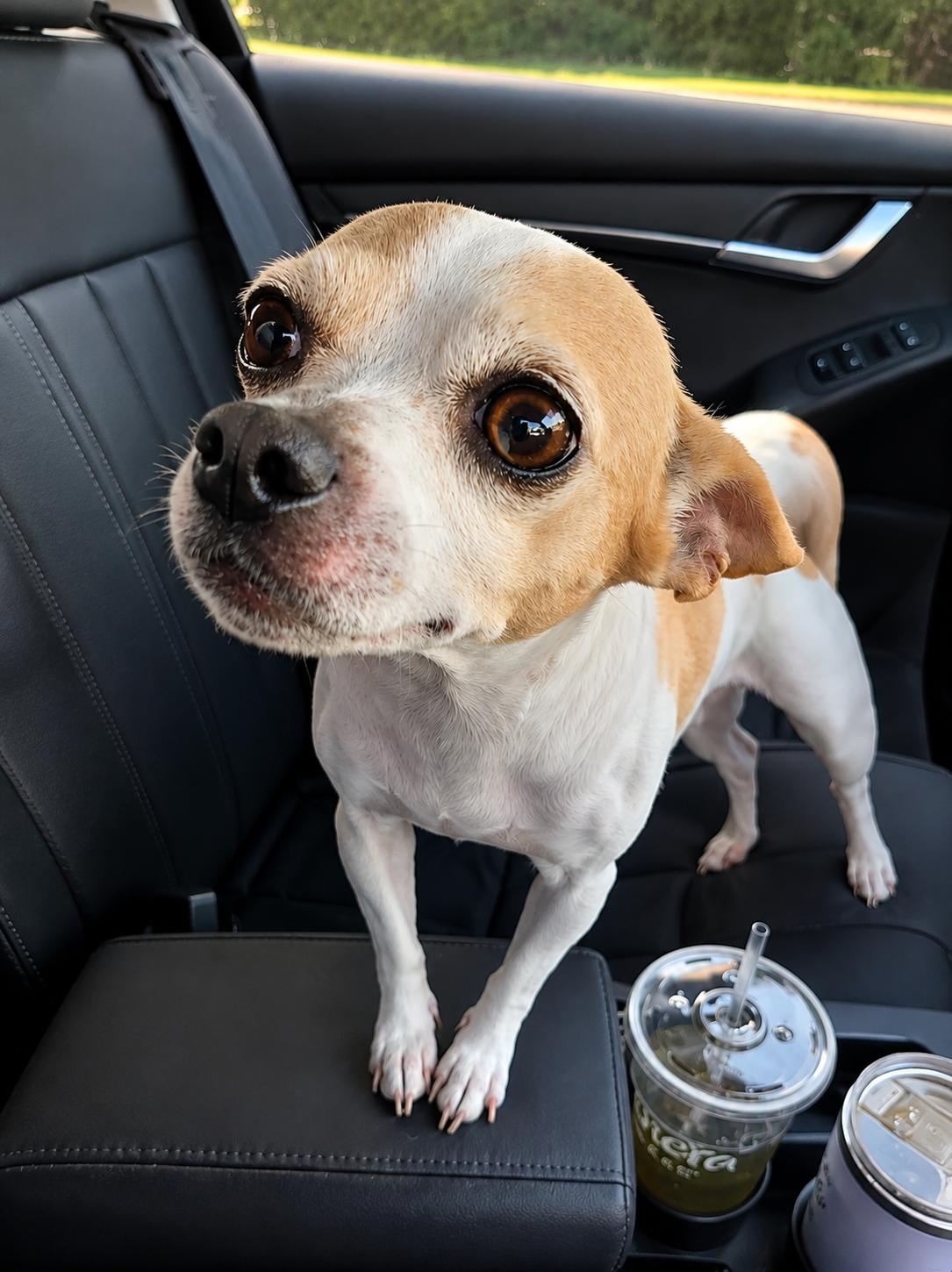 Enlarge Chloe, a Adopted Chihuahua in Mount Prospect, IL image 3/6