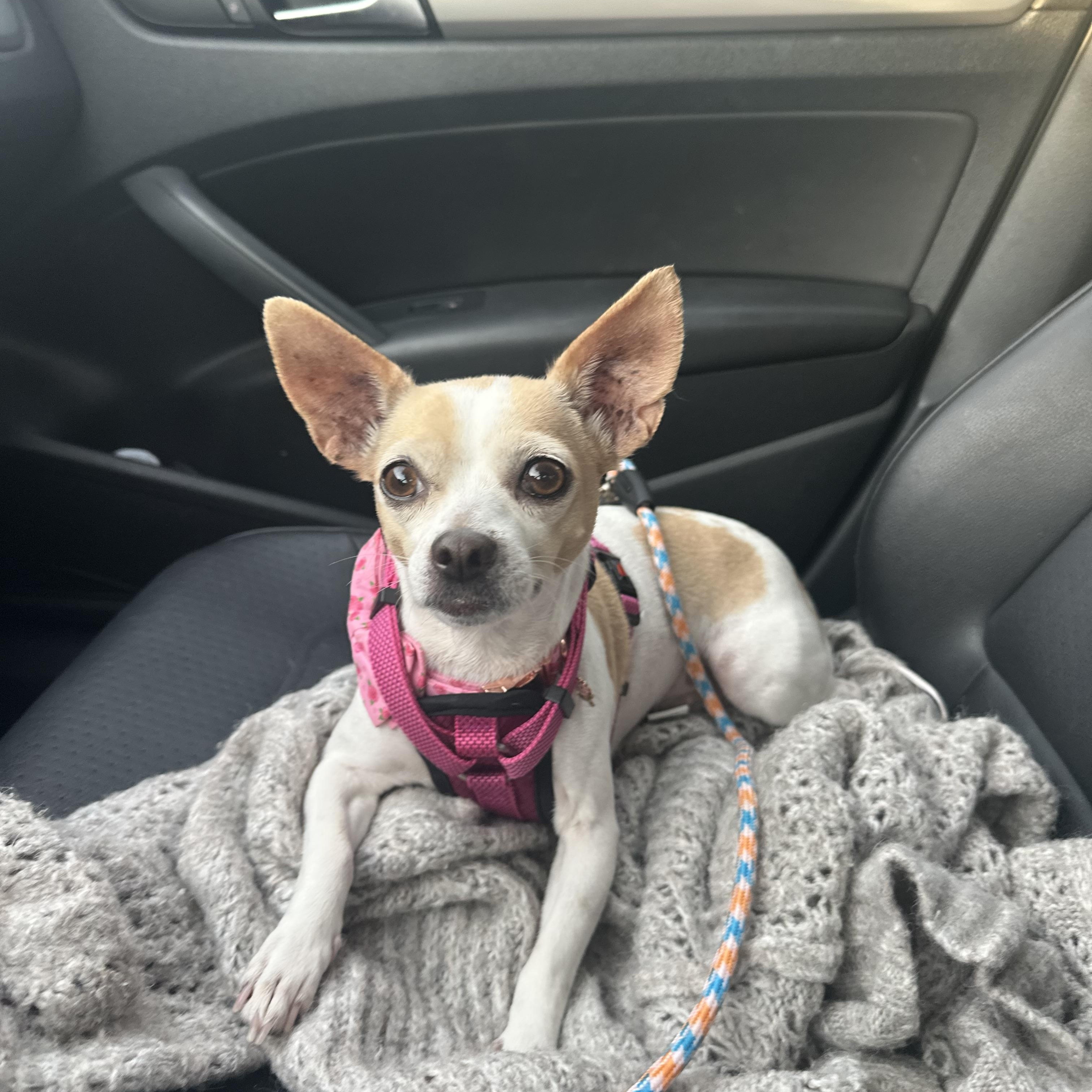 Enlarge Chloe, a Adopted Chihuahua in Mount Prospect, IL image 6/6